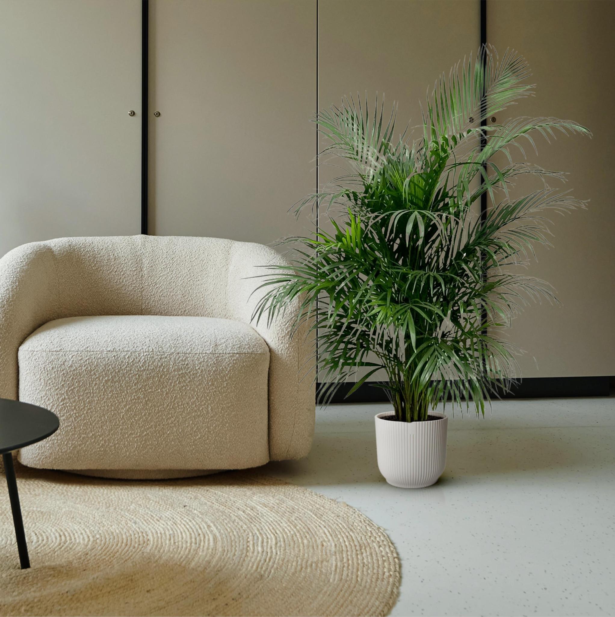 Dypsis Lutescens (Areca-Palme) 160 cm - ø24