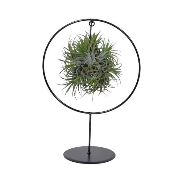 Tillandsia Ringmix (Medium) - Ø17cm - ↕30cm