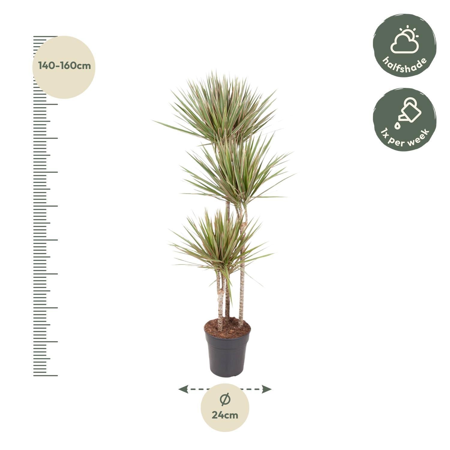 Dracaena Tweekleurig - 150 cm - ø24