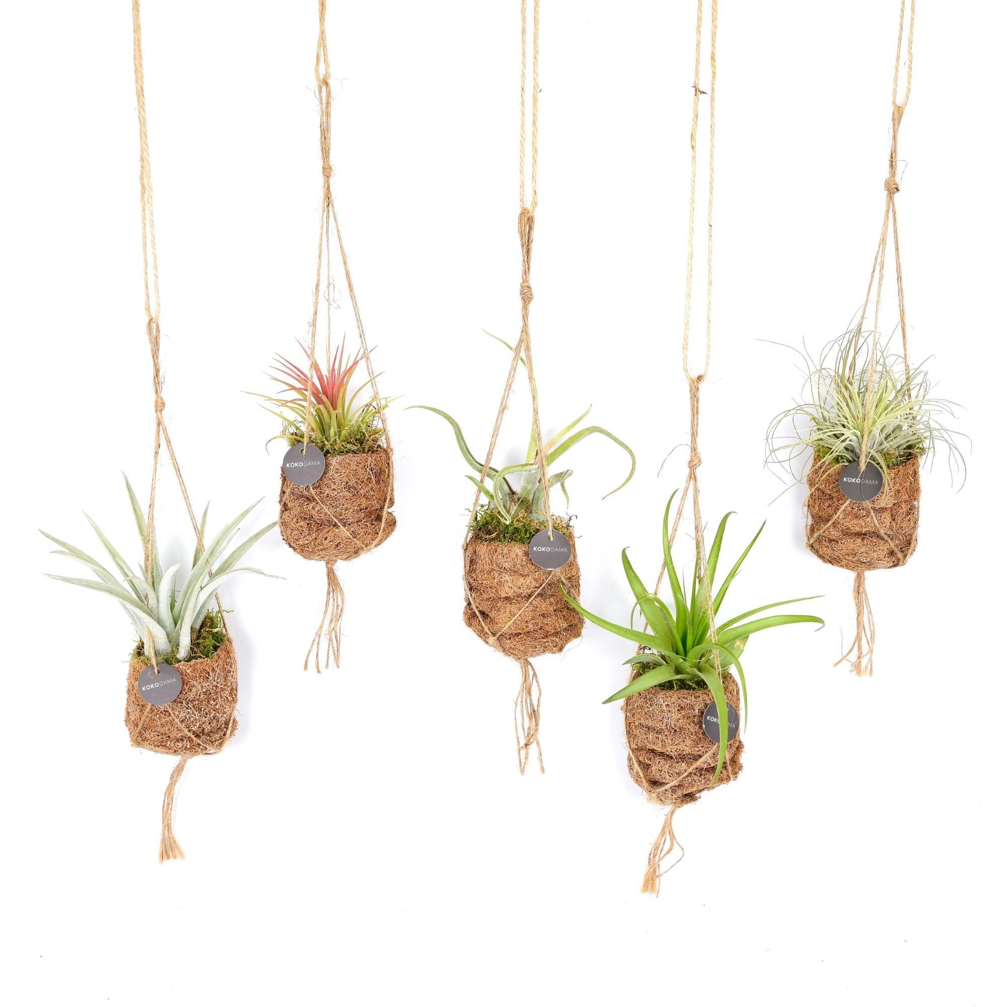 Kokodama Vogelnest Tillandsia Mix - 8 stuks - Ø7cm - ↕5cm