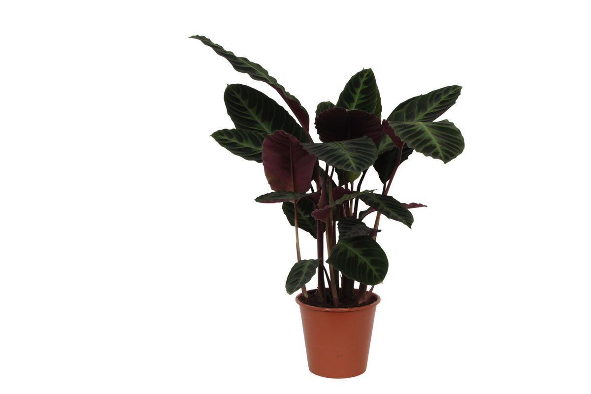 Calathea Warscewiczii - 80 cm - Ø19 cm