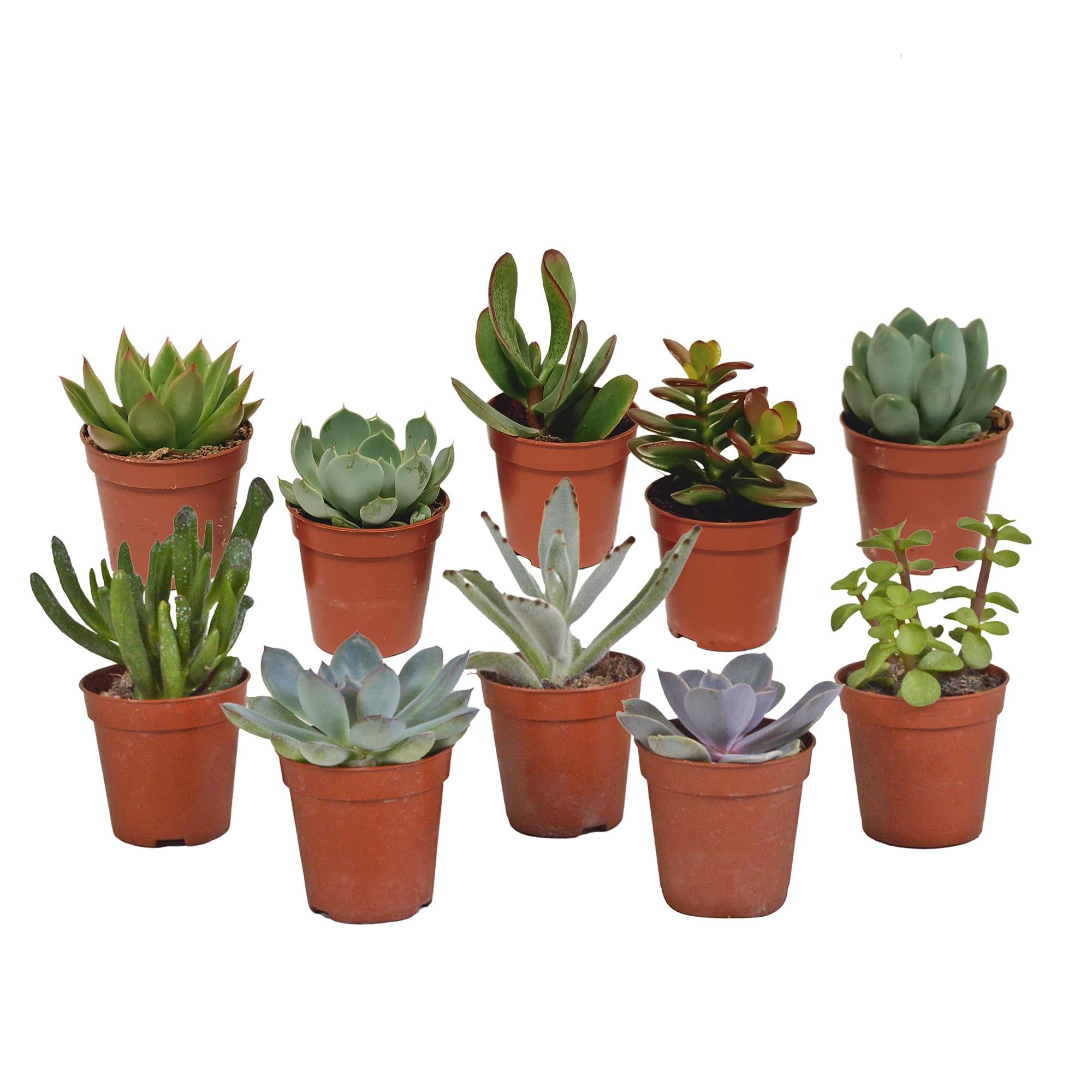 Vetplantenmix 5,5 cm - 10x - zonder pot