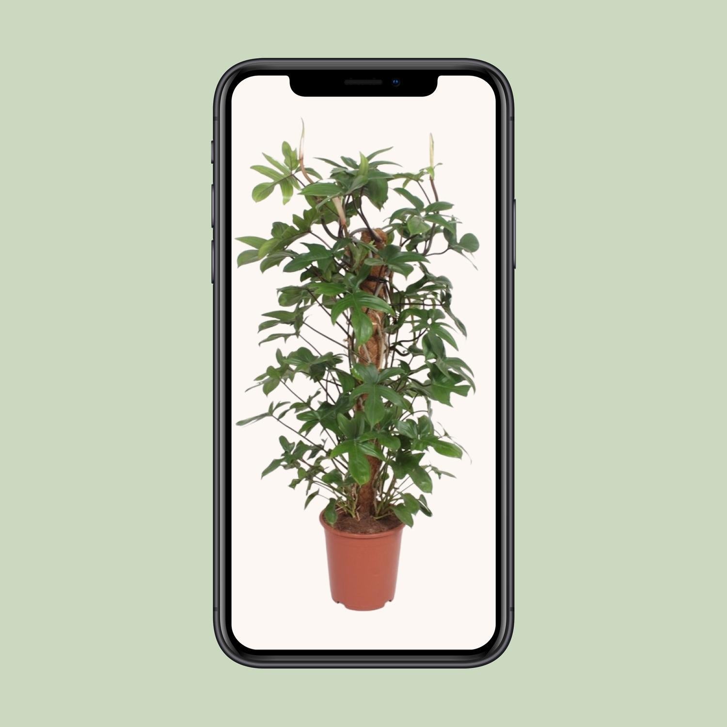 Philodendron Pedatum - Ø27cm - ↕130cm