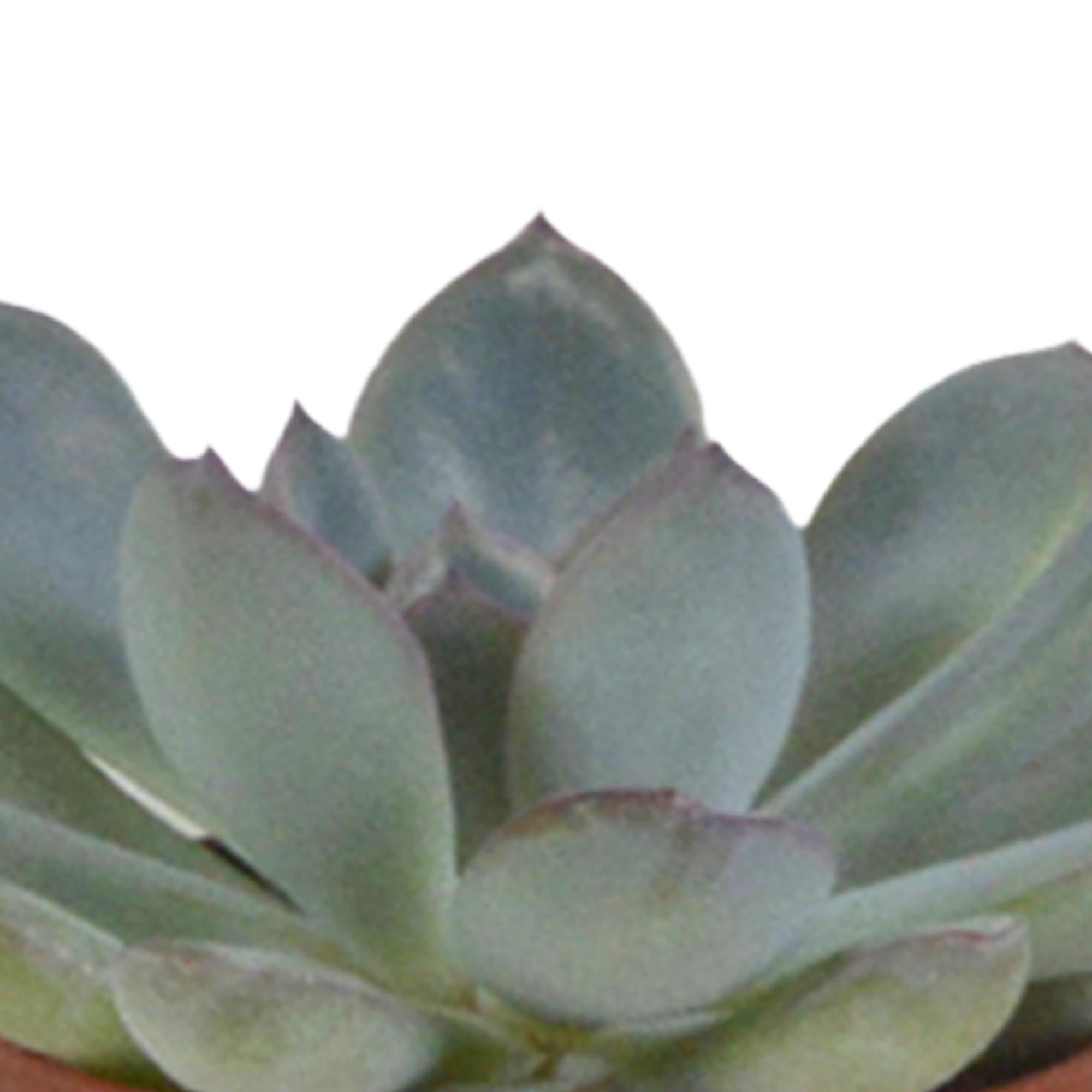 Vetplantenmix 5,5 cm - 5x - in witte pot