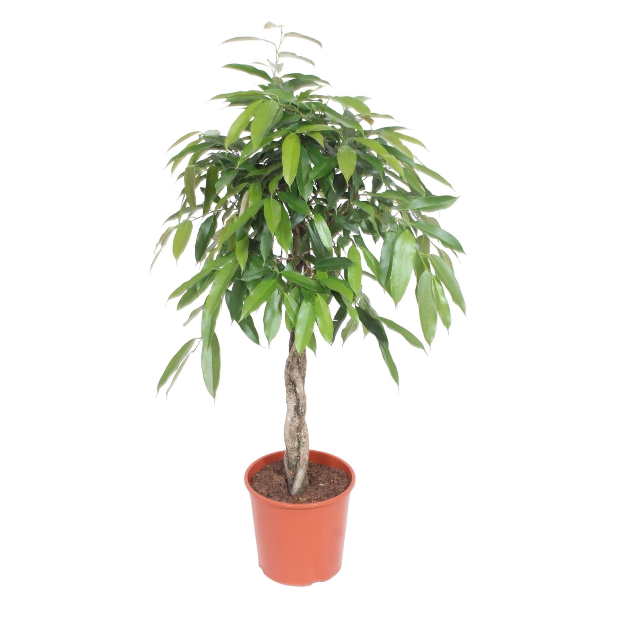 Ficus Amstel King gevlochten Stamm – 140 cm – ø30