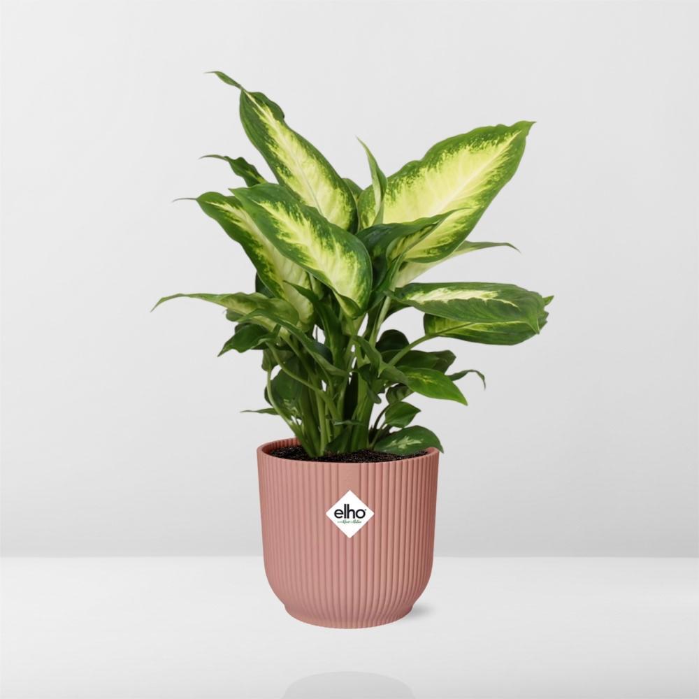 Dieffenbachia 'Camilla' in ELHO Vibes Fold 14cm roze