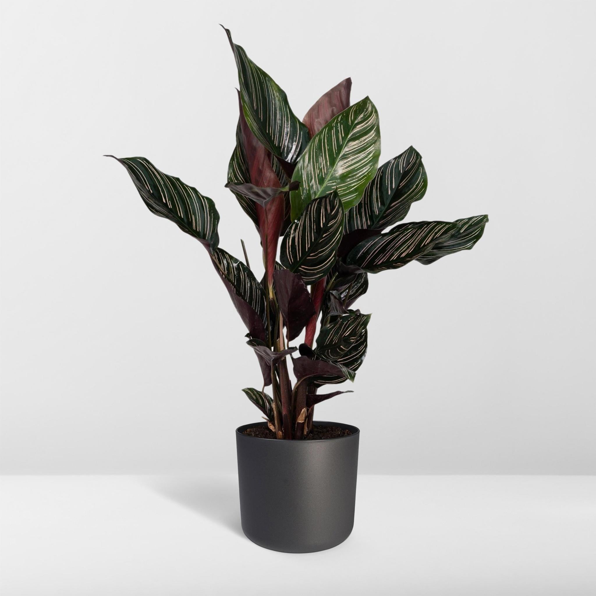 Calathea Ornata - Ø14 -?50cm