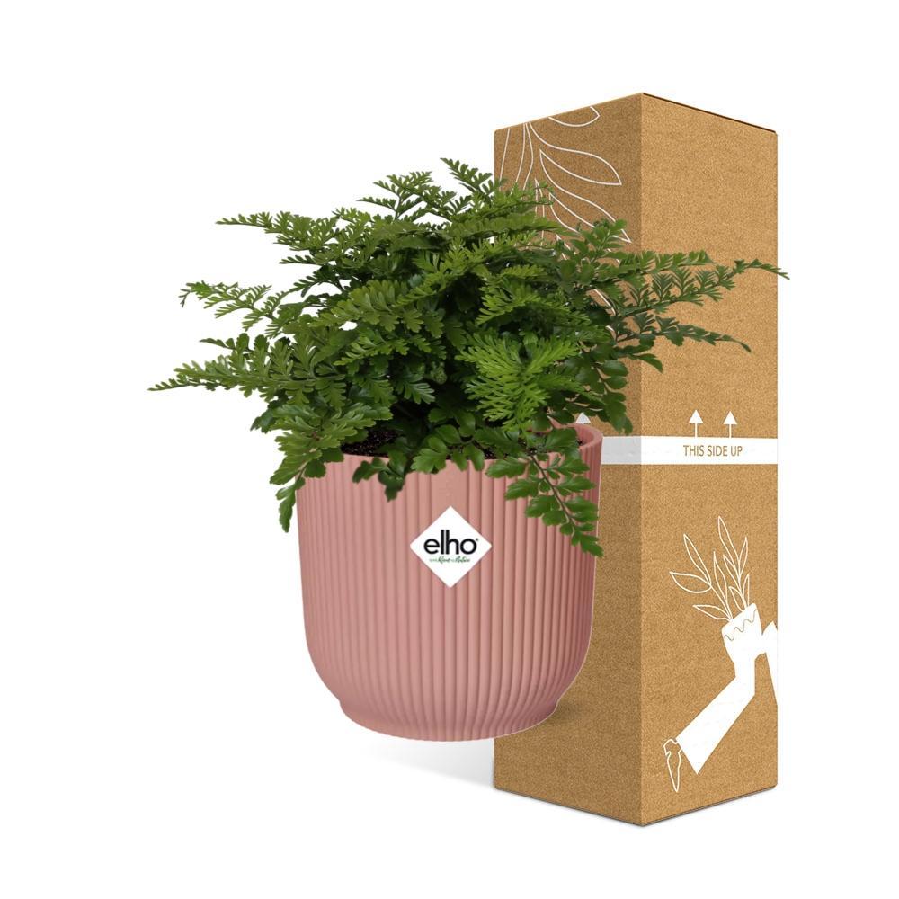 Asplenium Parvati in ELHO Vibes Fold 14cm rosa