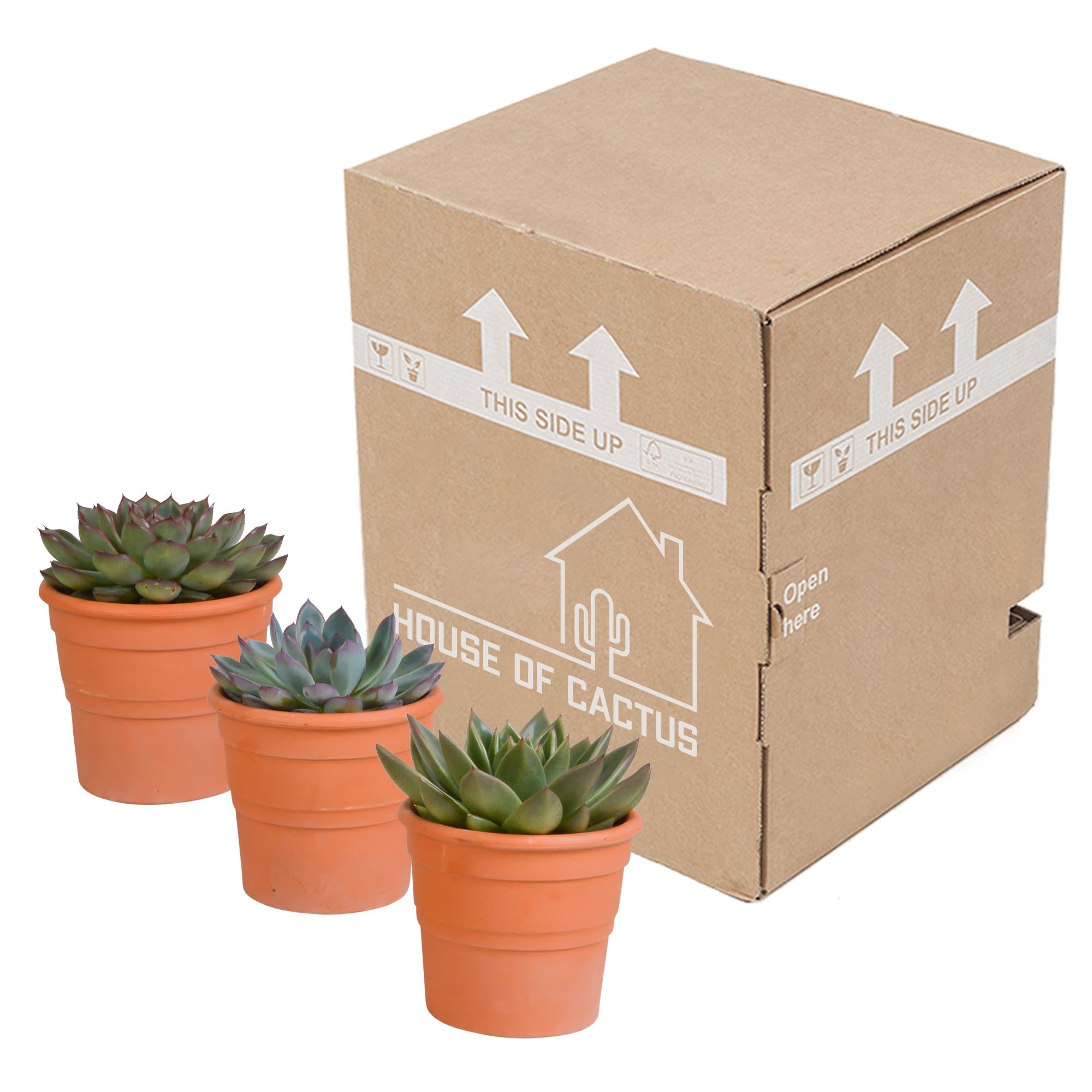 Echeveria mix 10.5 cm - 3x - in terracotta pot