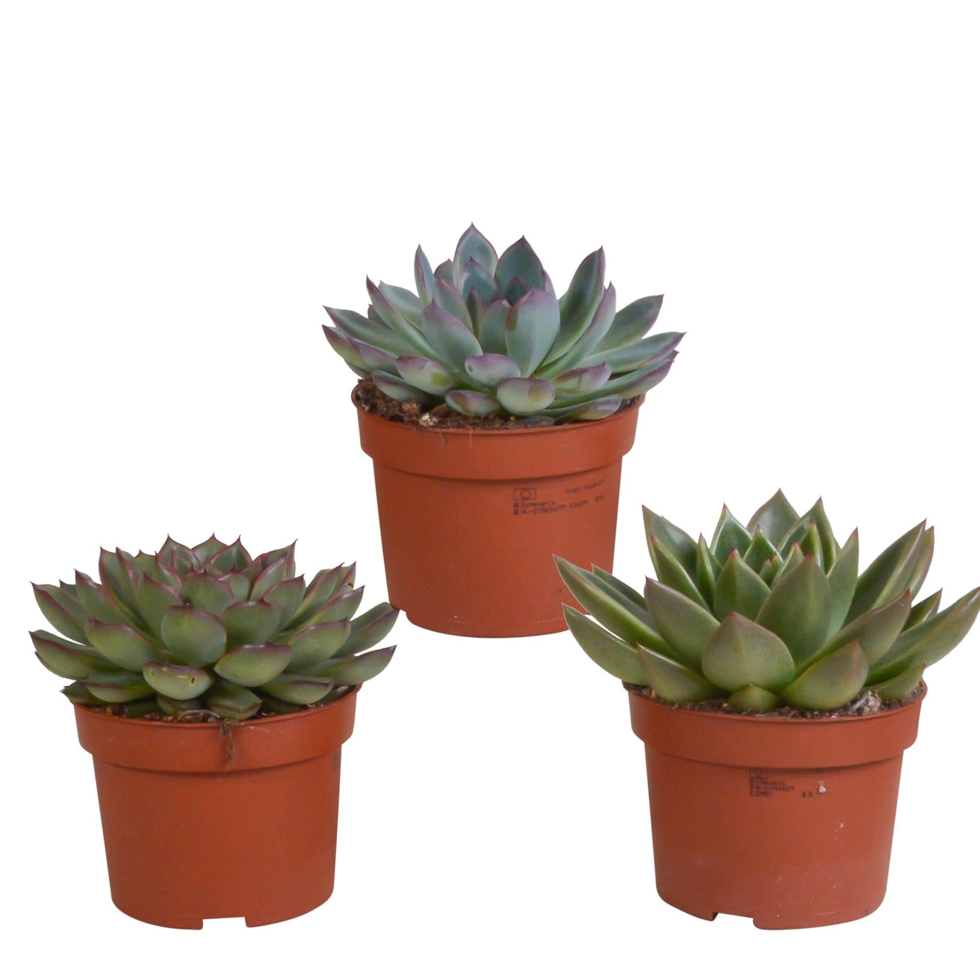 Echeveria-Mix 10,5 cm – 3x – im zweiten Topf