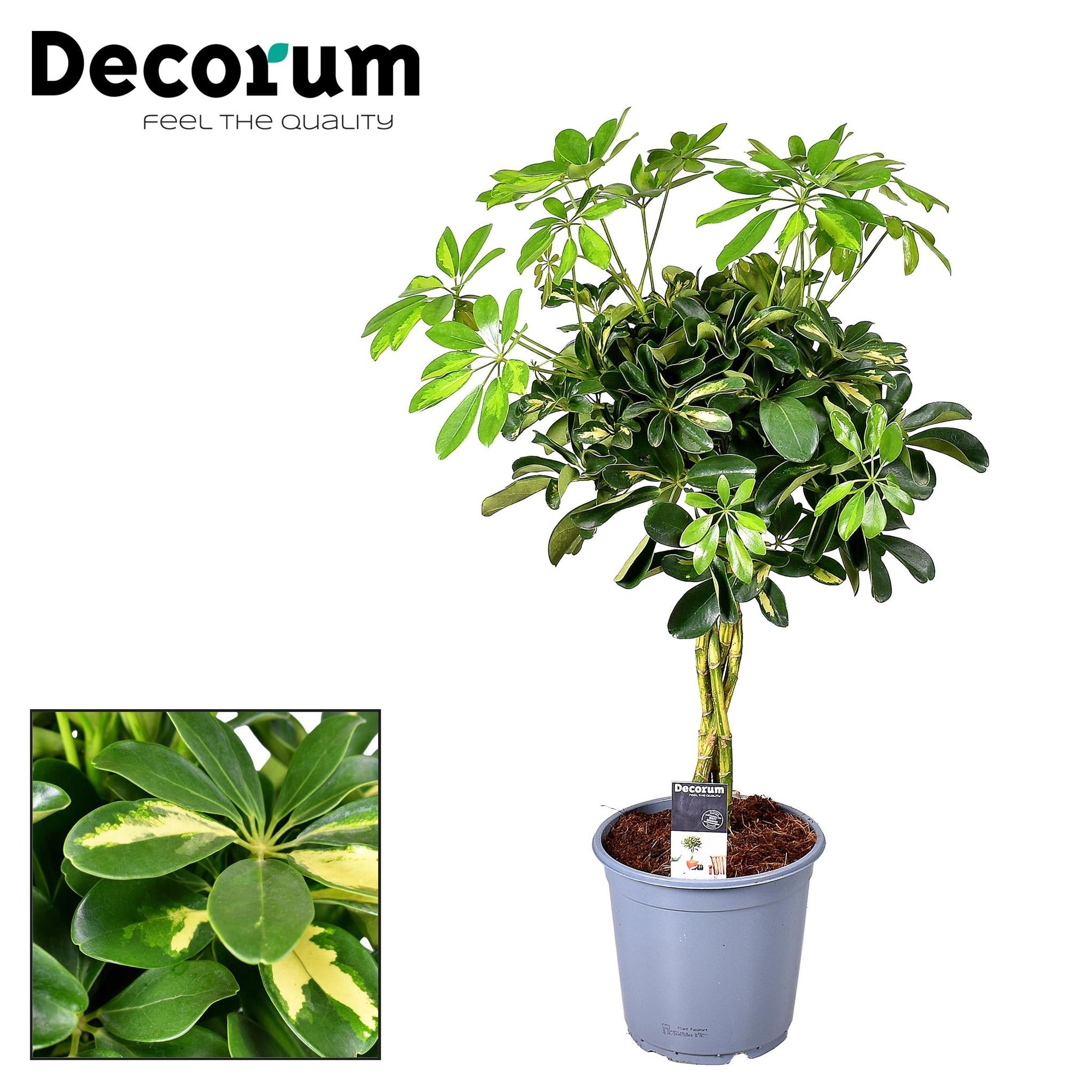 Schefflera Gouden Capella - Ø21cm - ↕75cm