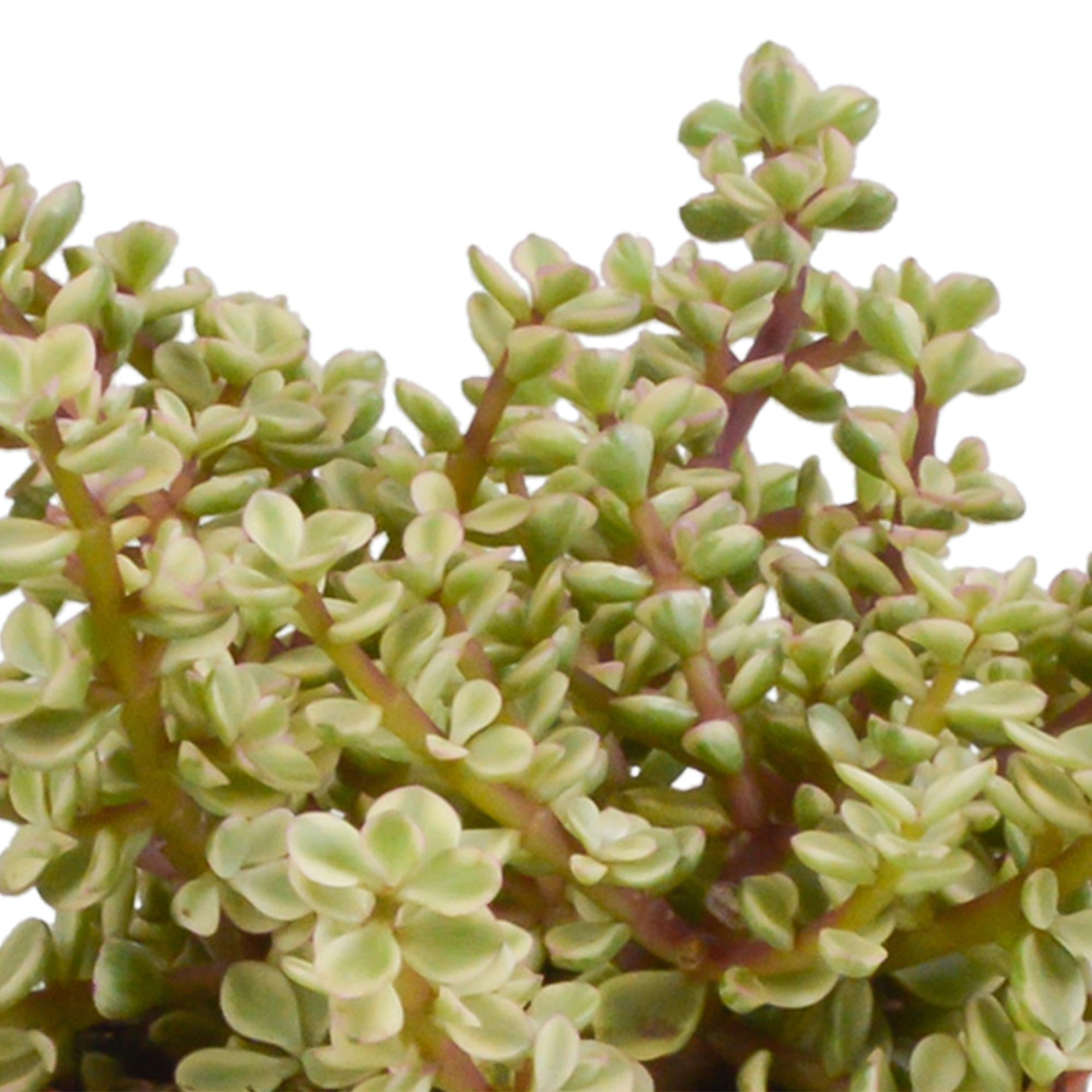 Crassula mix 10,5 cm - 3x - in witte pot