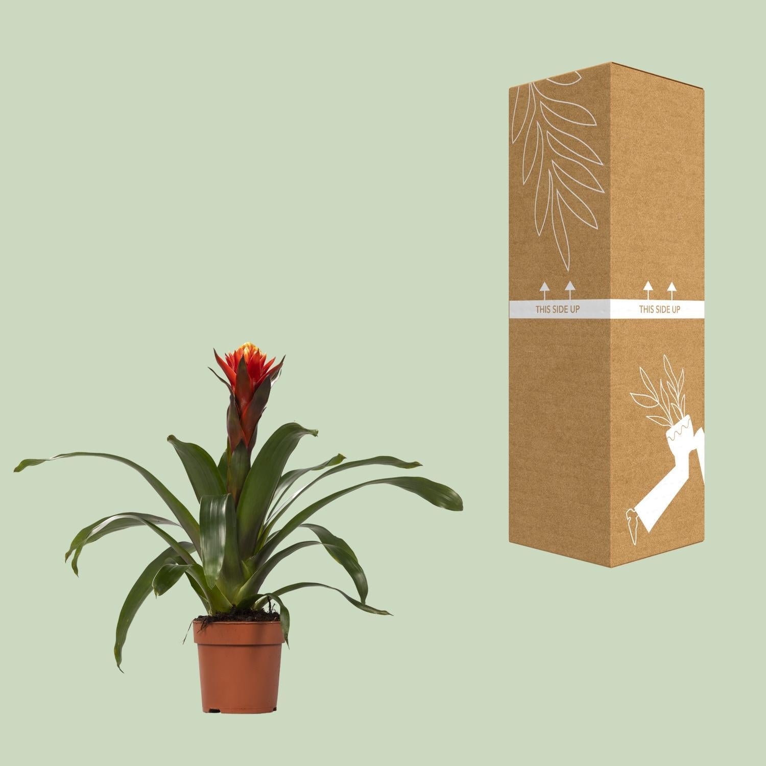 Guzmania Geluk - Ø12 ↕45