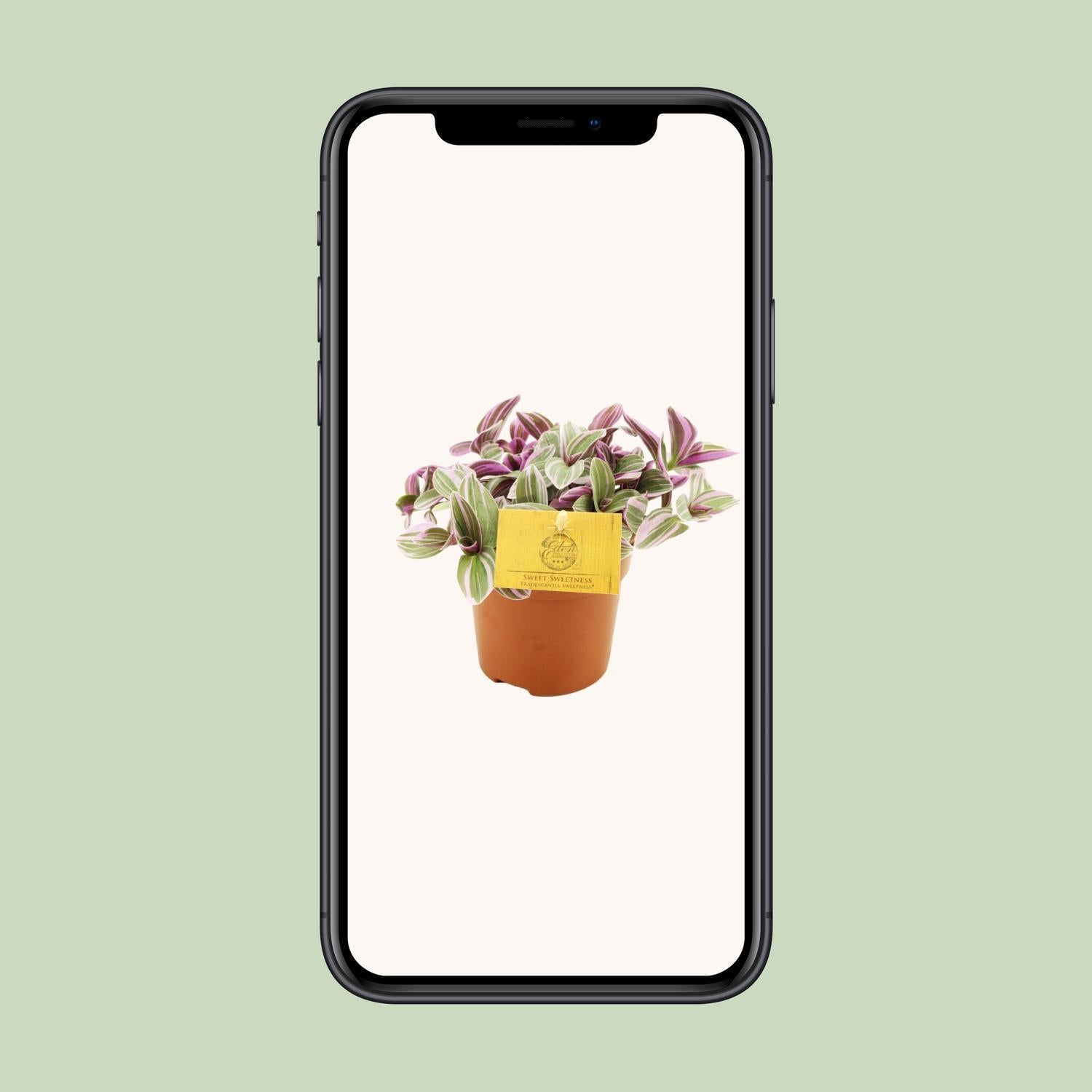 Tradescantia Zoetheid 10,5cm - Ø10,5cm - ↕cm