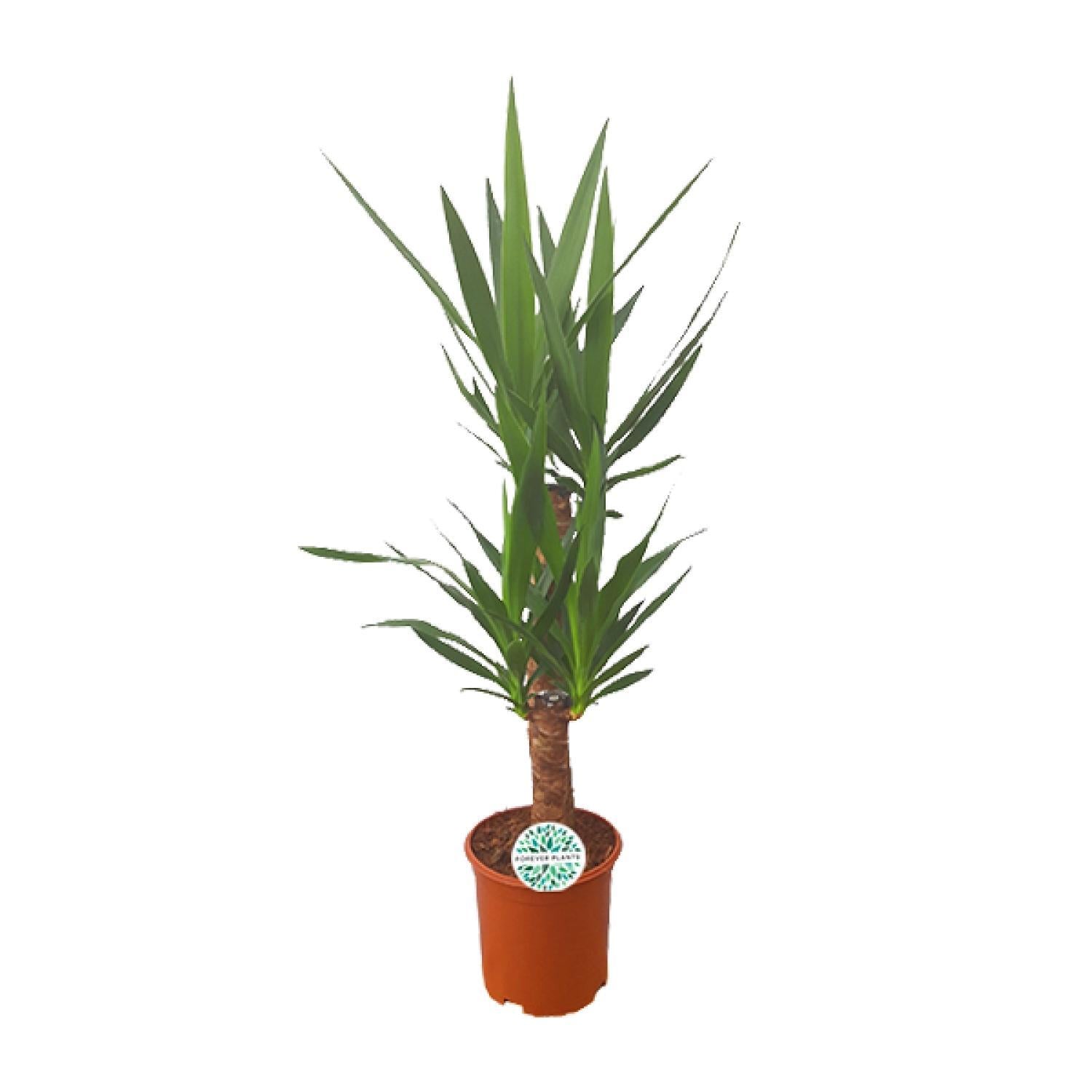 Yucca-Ø21cm - ↕90cm