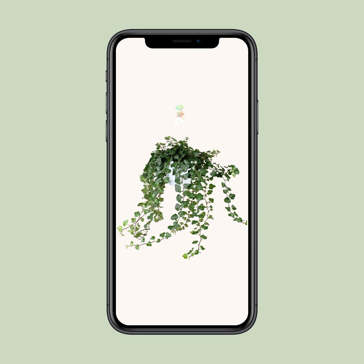 Hedera Helix Wonder - Ø17 - ?70cm