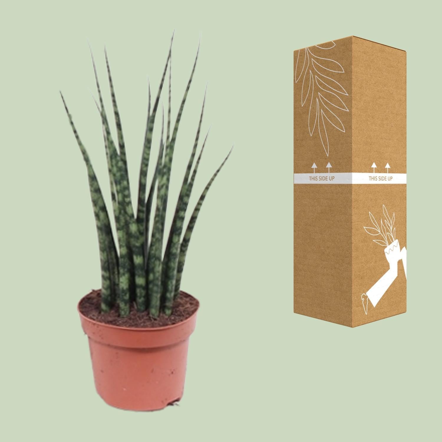 Sansevieria Varenhout Mikado - Ø12cm - ↕40cm