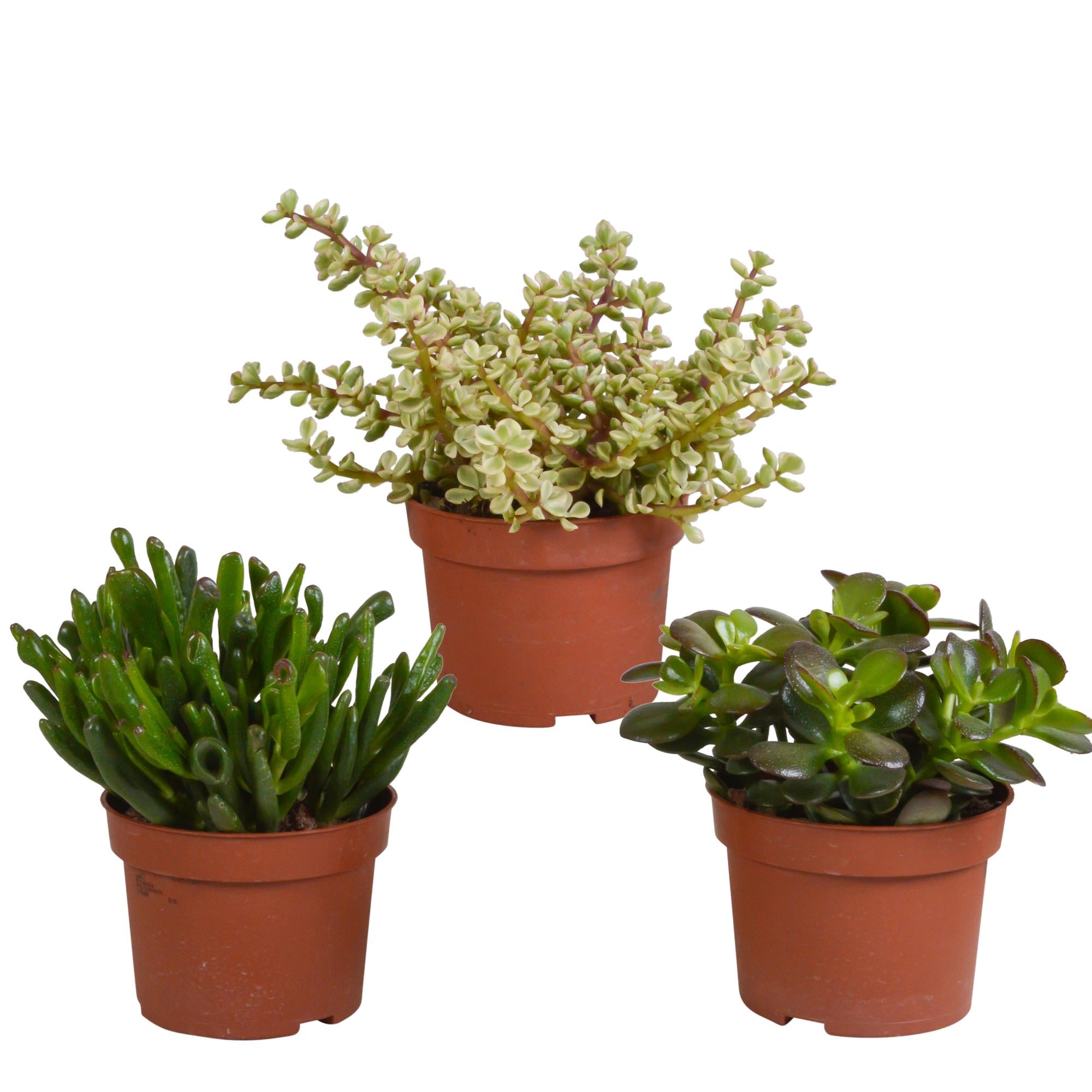 Crassula mix 10,5 cm - 3x - zonder pot