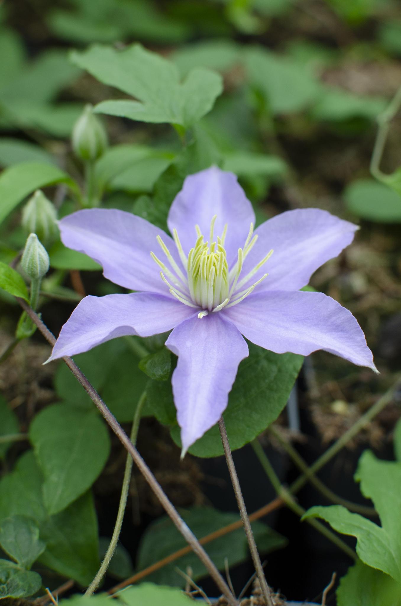 Clematis Justa - ?65cm - Ø15