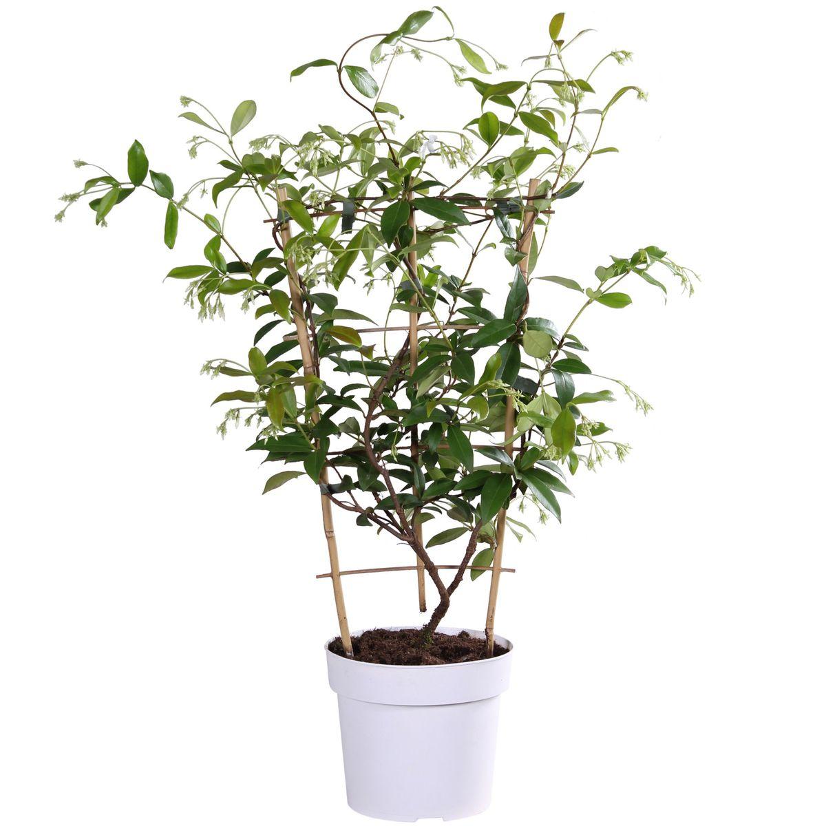 Trachelospermum 'Star of Toscana' - Toscaanse Jasmine Geel