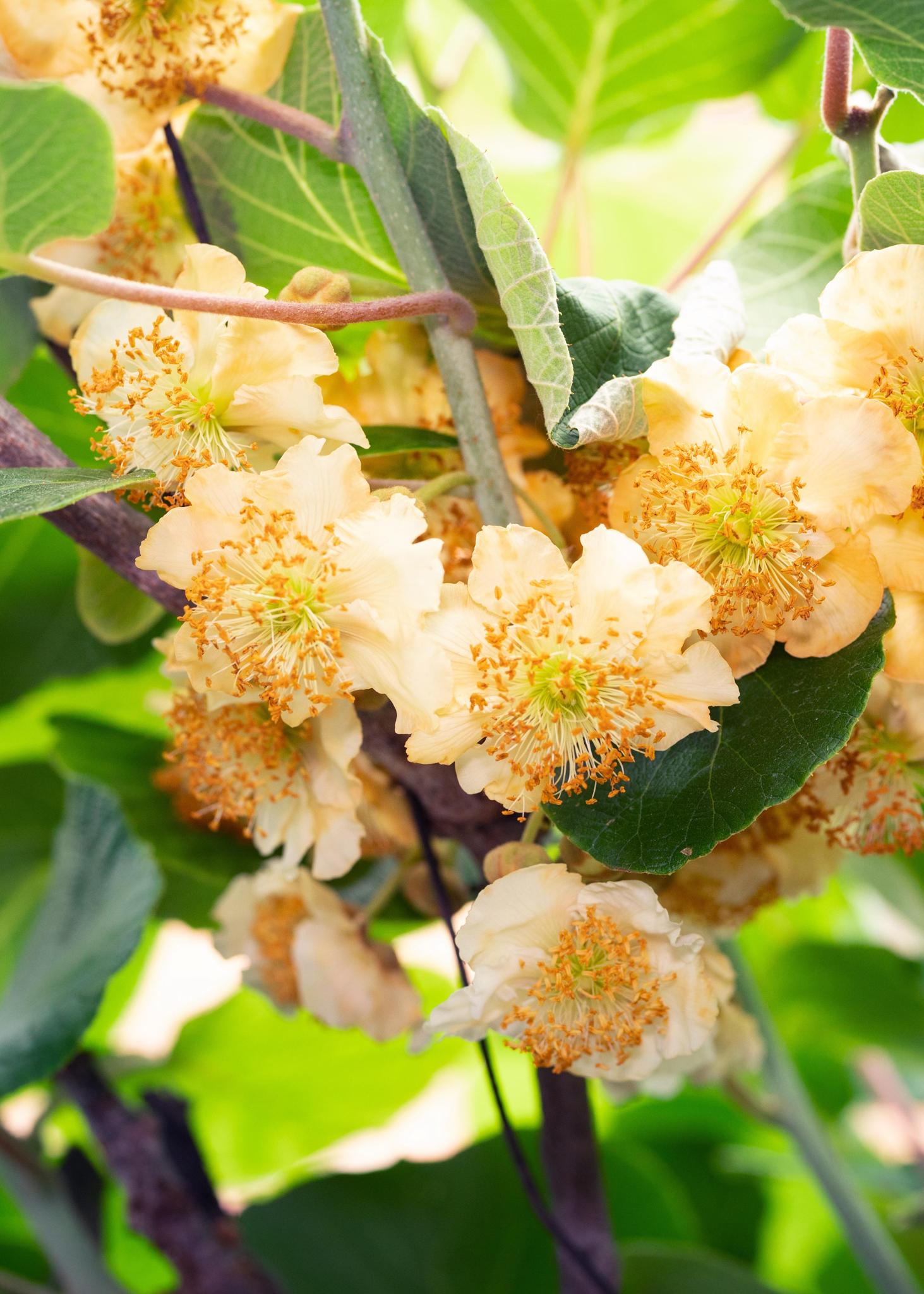 Actinidia delciosioa 'Jenny' - Kiwi