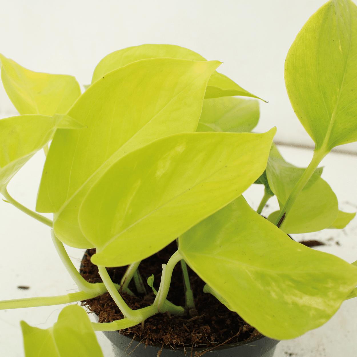 Epipremnum Golden Pothos (Scindapsus) - 4 stuks - Ø12cm - ↕15cm