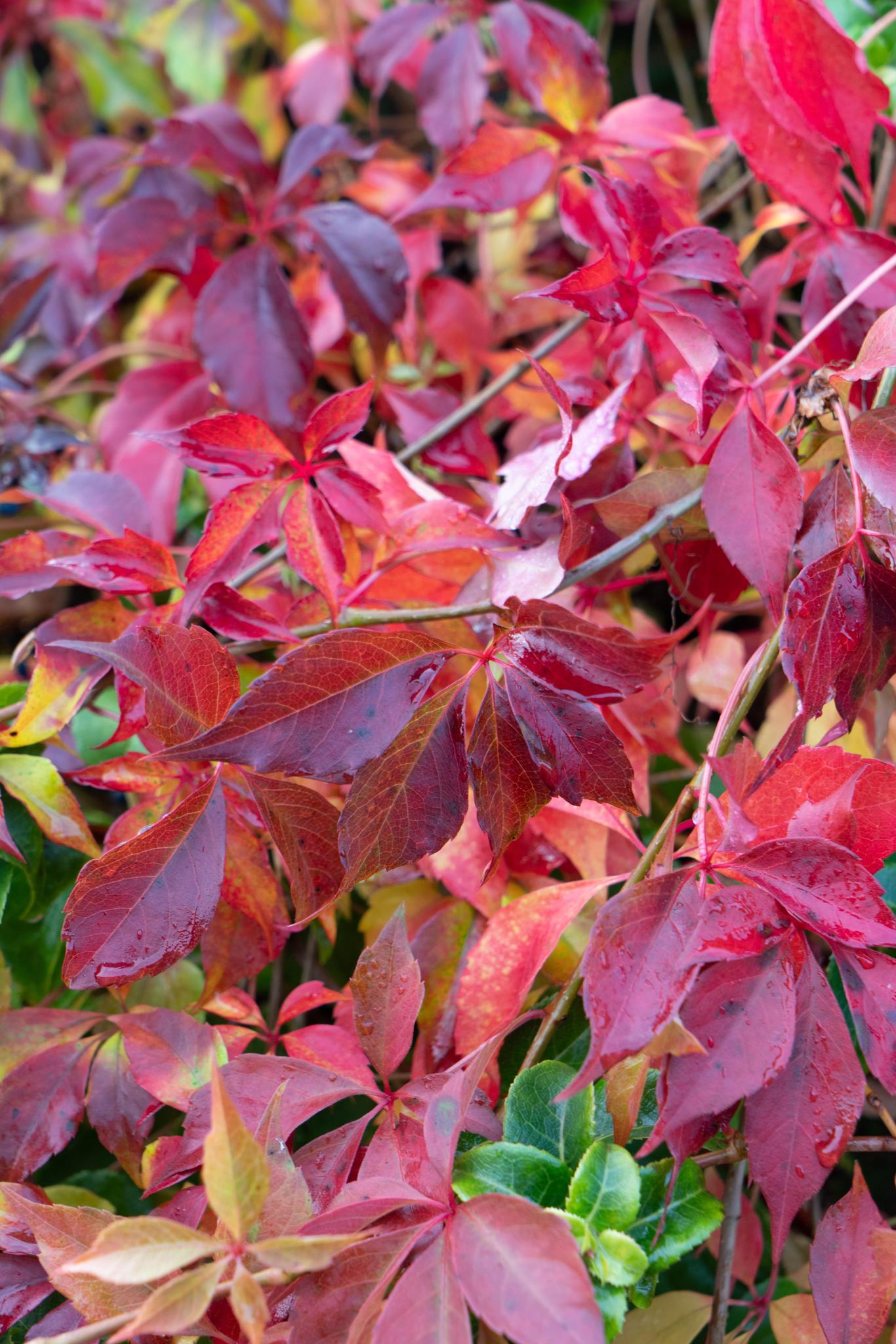 Parthenocissus henryana - Chinese Wilde Wingerd