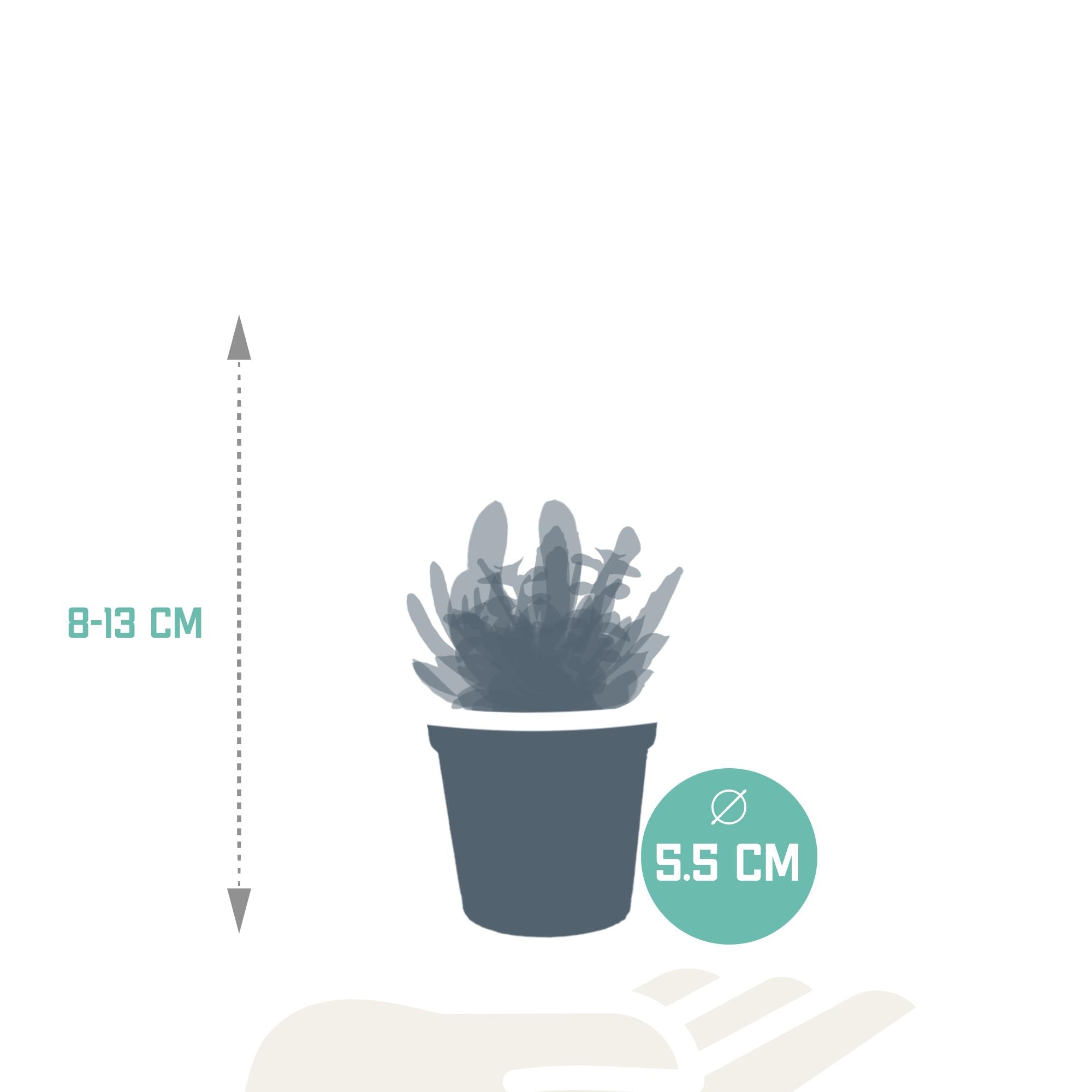 Vetplantenmix 5,5 cm - 10x - zonder pot