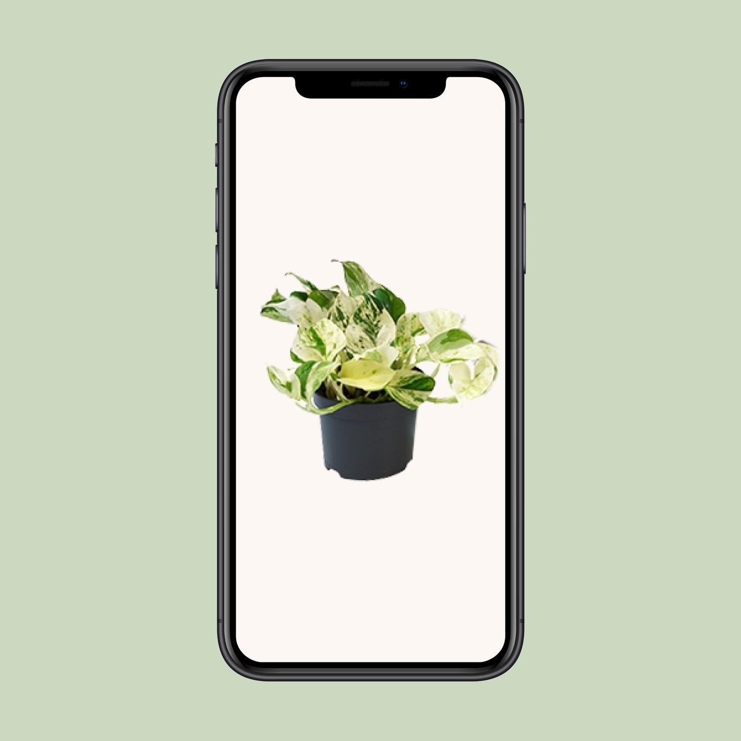 Epipremnum Happy Leaf Ø12cm - ↕15cm