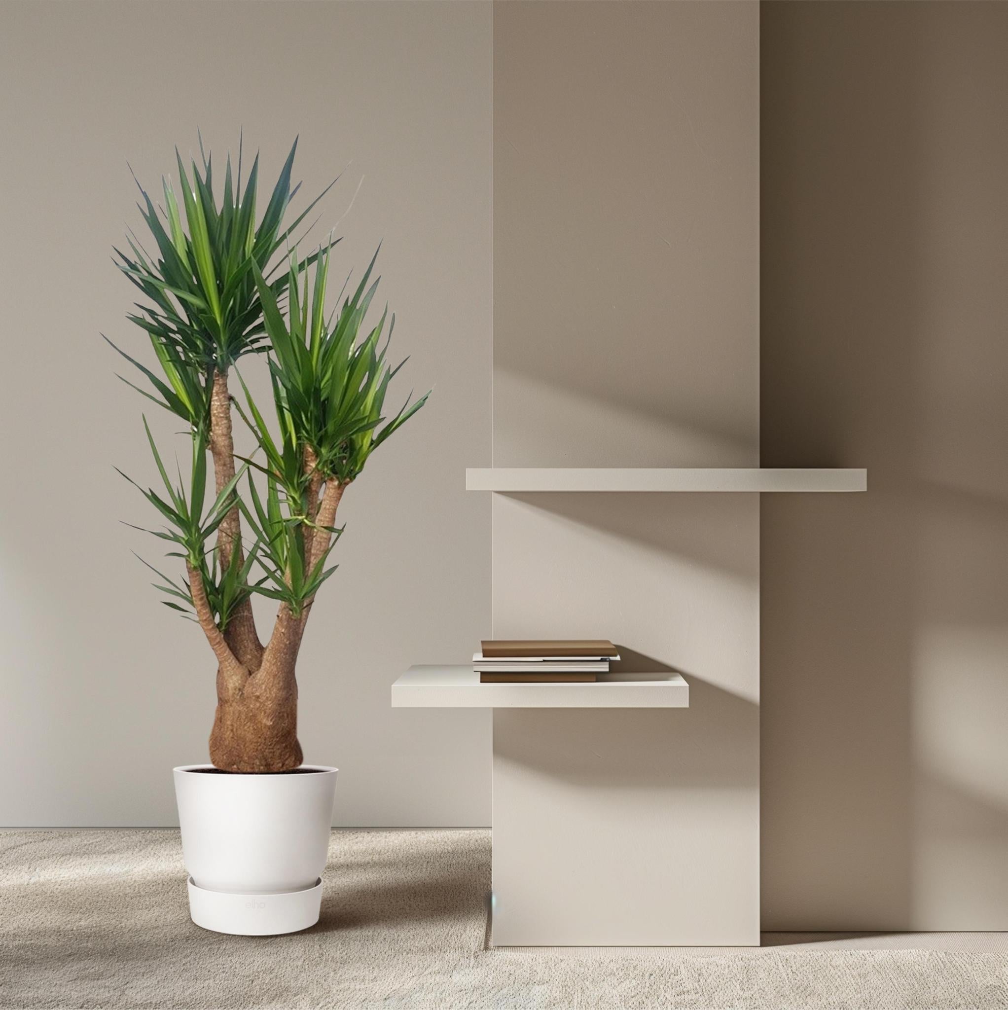 Yucca Elephantipes vertikal - 190 cm - ø55