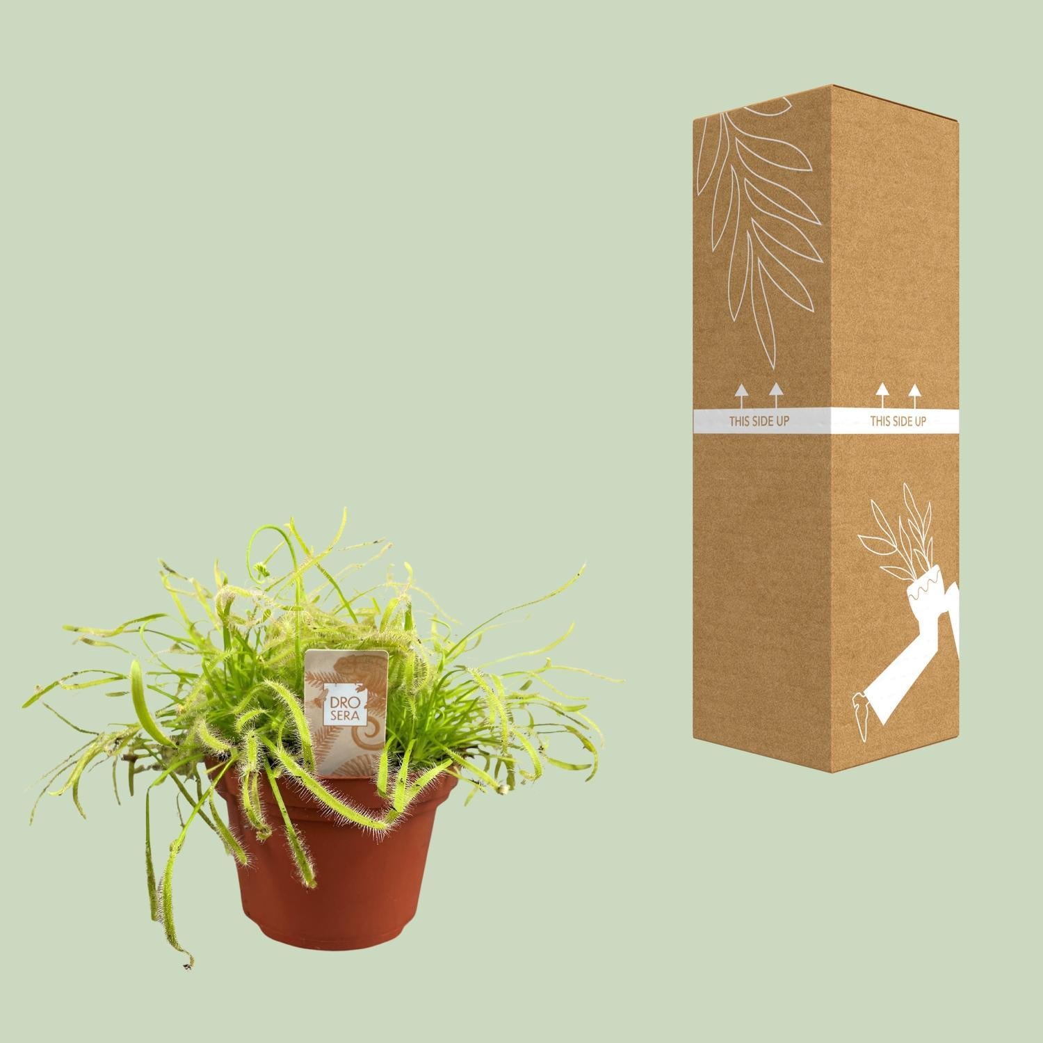 Drosera Capensis - Ø12cm - ↕17cm