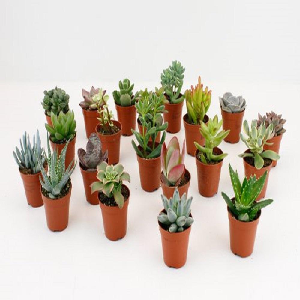 SLOT | 20 Stuks Potmaat 5,5cm