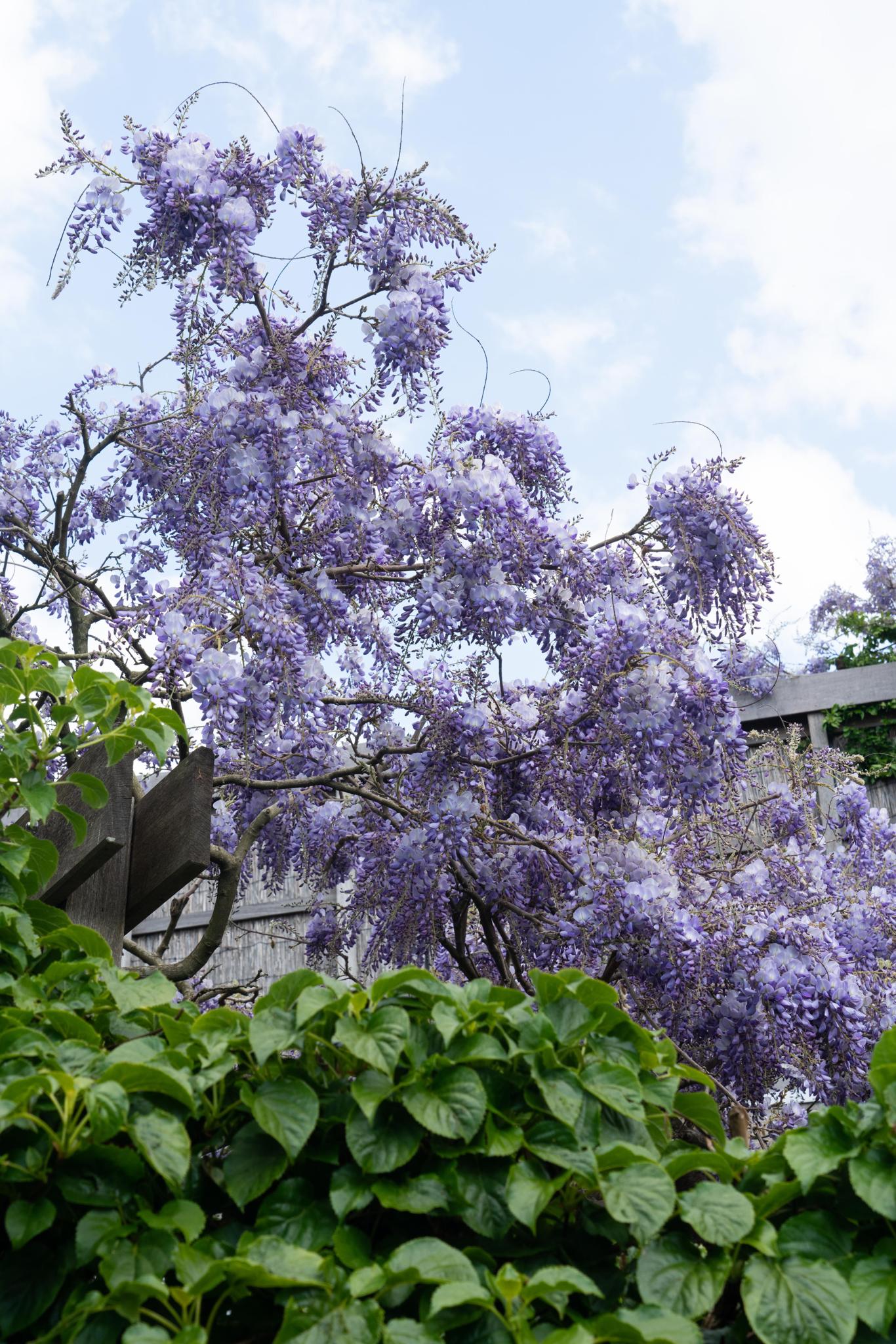 Wisteria sinensis 'Prolific' - Blauwe regen