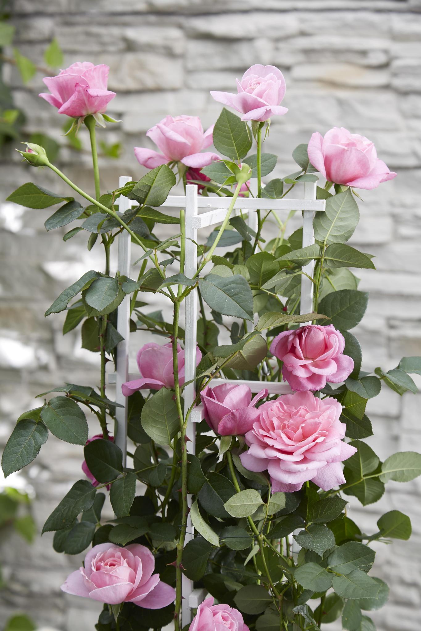 Rosa Crazy in love 'Pink' - Roze Roos