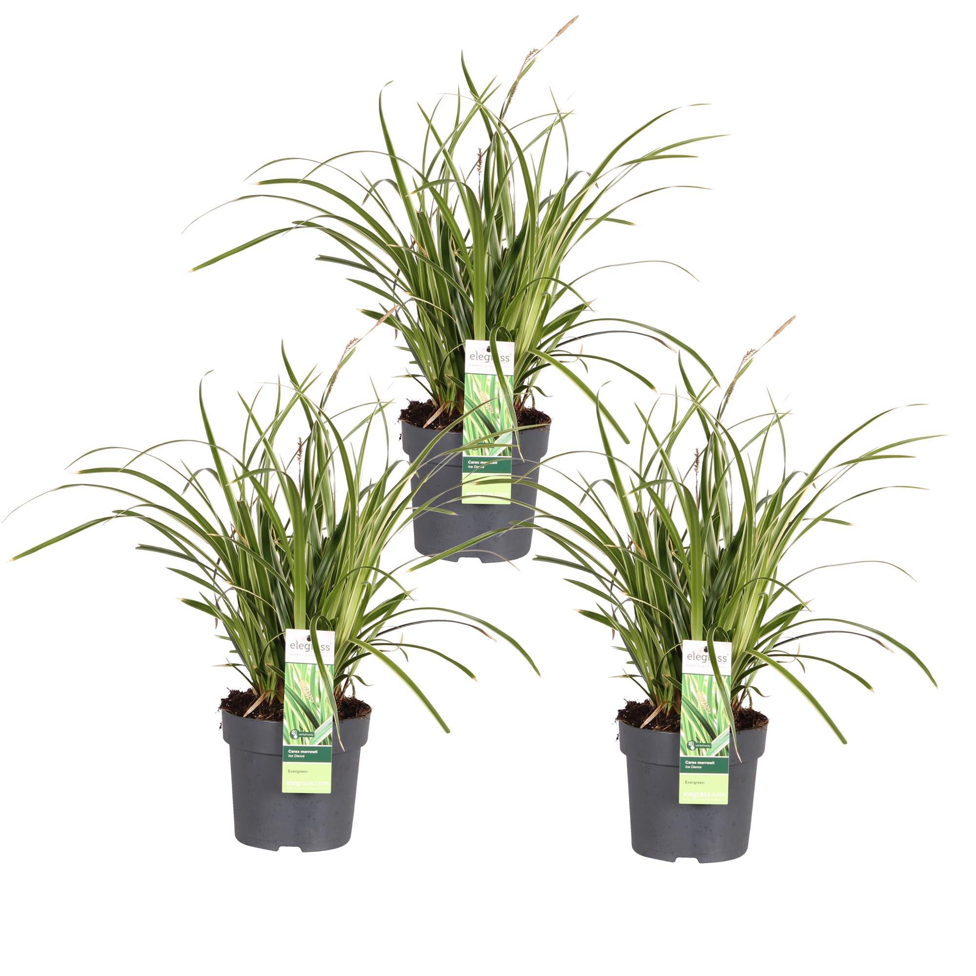 3x - Carex morrowii 'Ice Dance' - ?30cm - Ø14