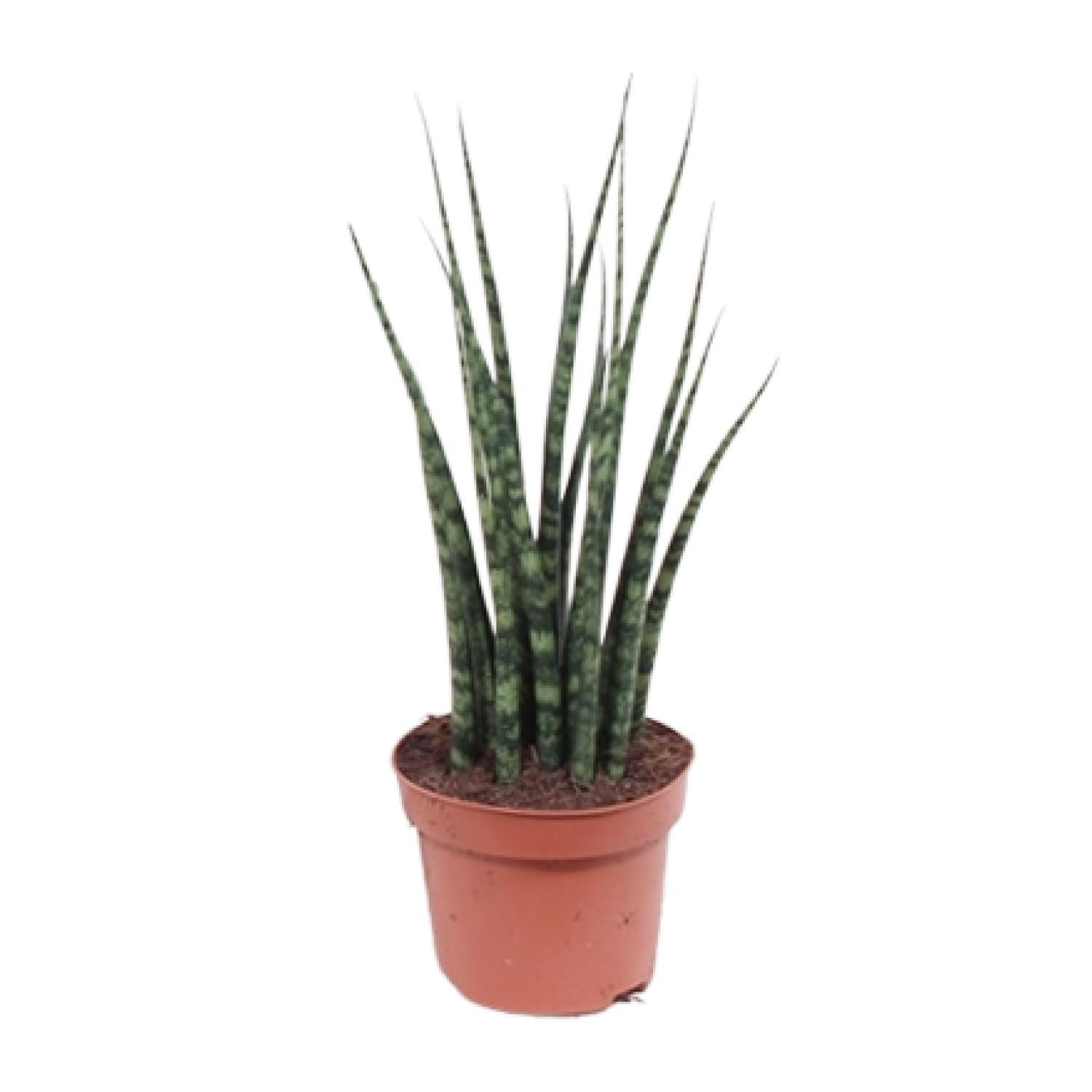 Sansevieria Varenhout Mikado - Ø12cm - ↕40cm