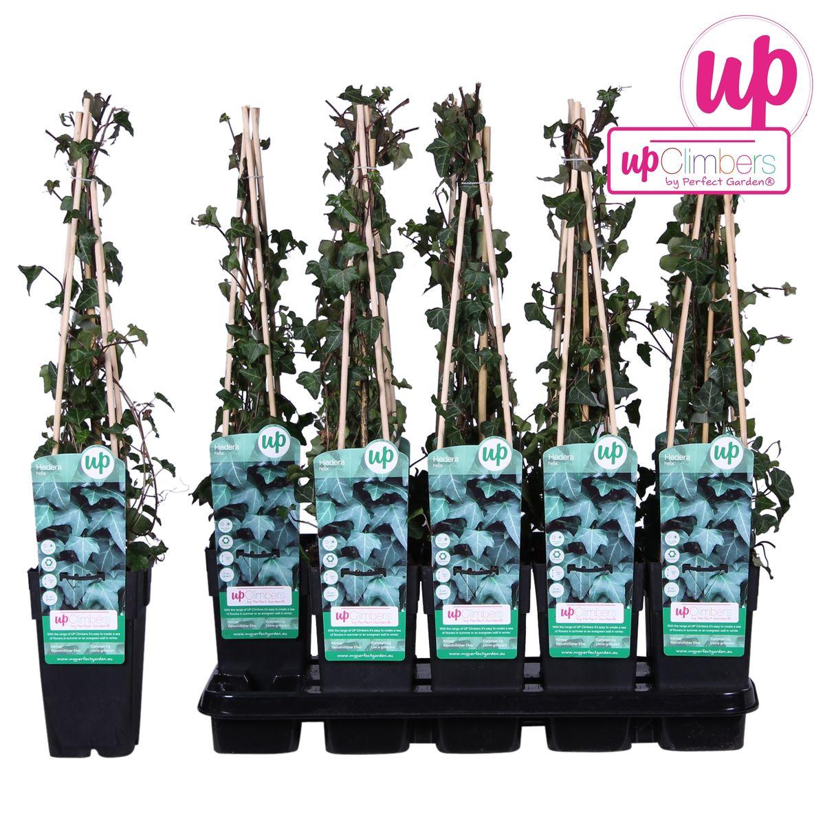 Hedera helix - Klimop Grün