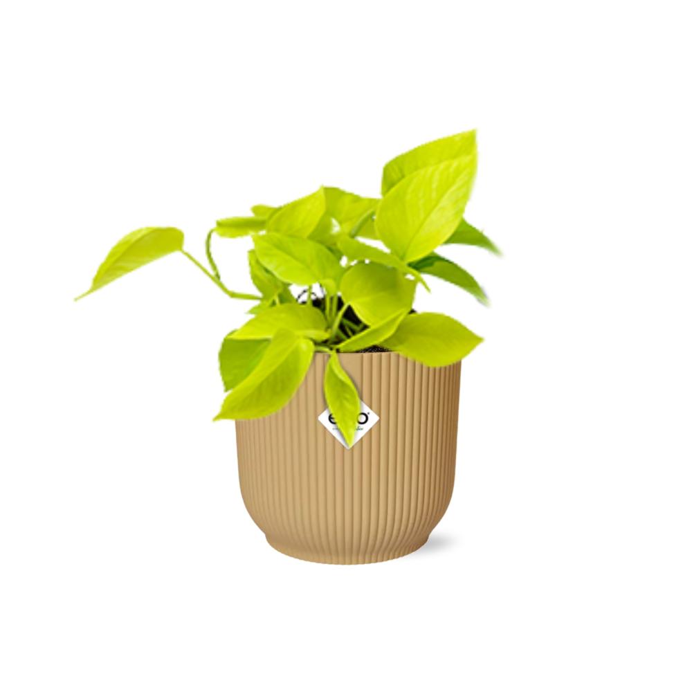 Epipremnum Pinnatum 'Golden Pothos' in ELHO Vibes Fold 14cm geel
