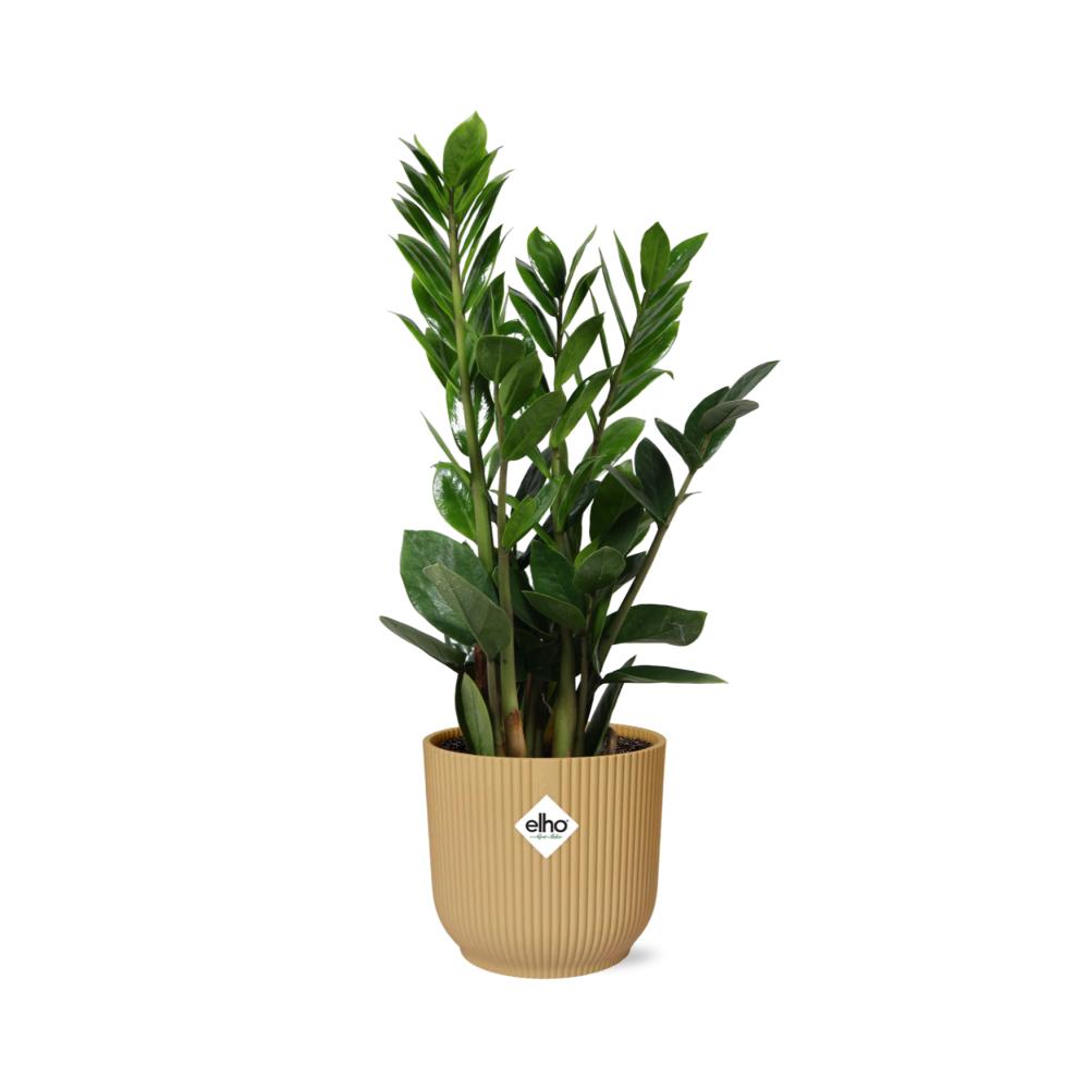 Zamioculcas – Hoogte 45-50 in ELHO Vibes Vouw 14cm geel