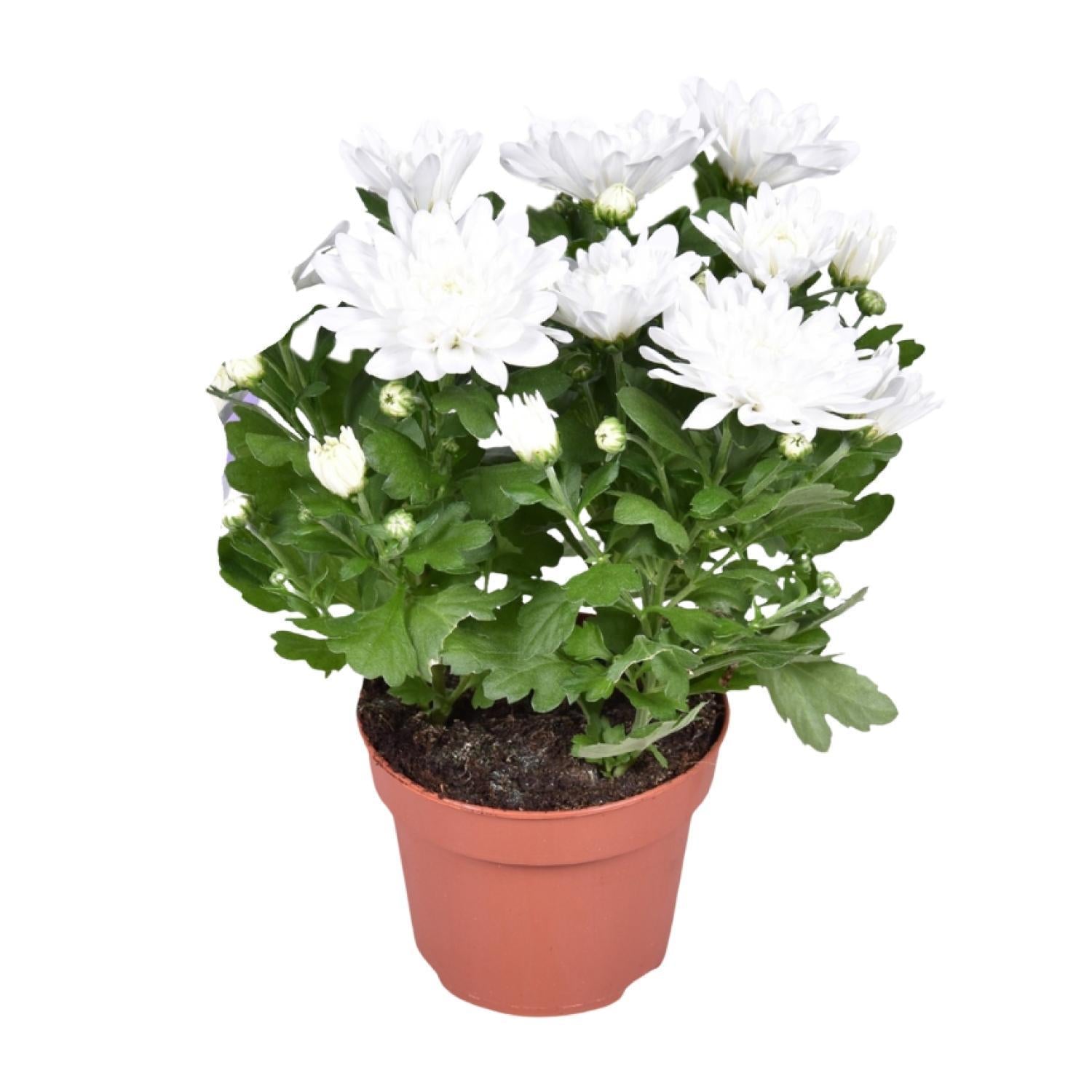 Chrysant Brave - Ø12cm - ↕26cm