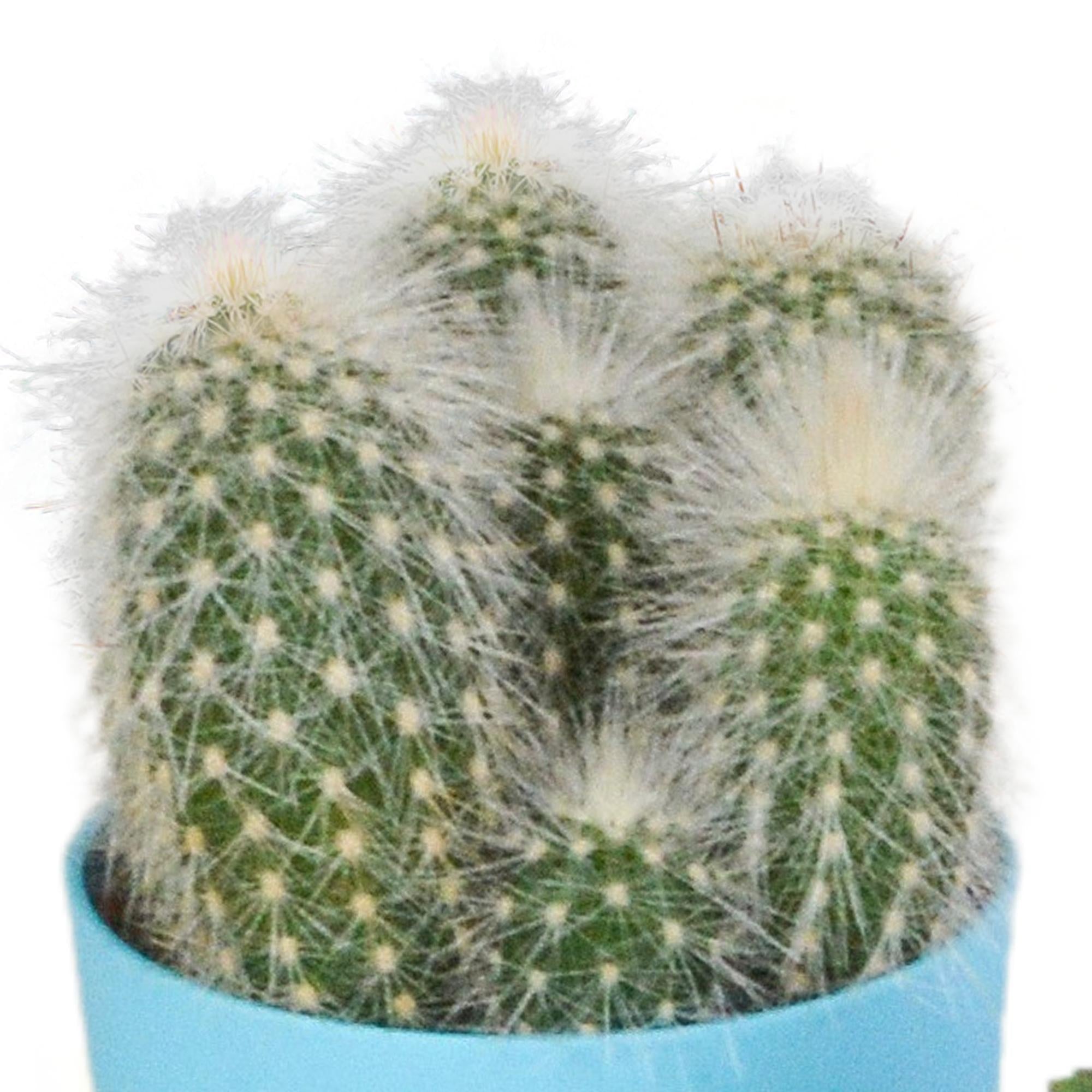 Cactusmix 5,5 cm - 5x - in kunststof pot