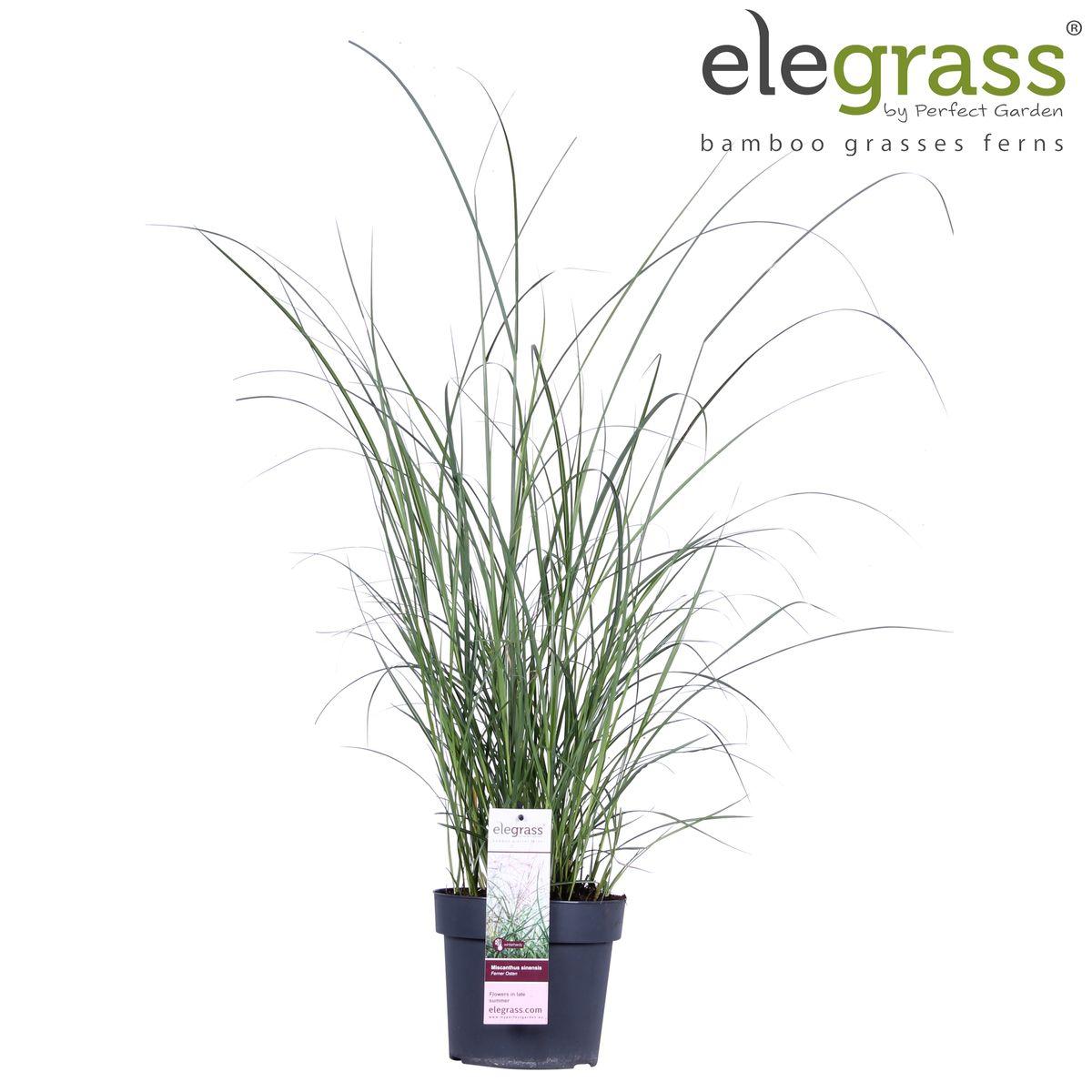 Miscanthus sinensis Ferner Osten - Ø23 -?60cm