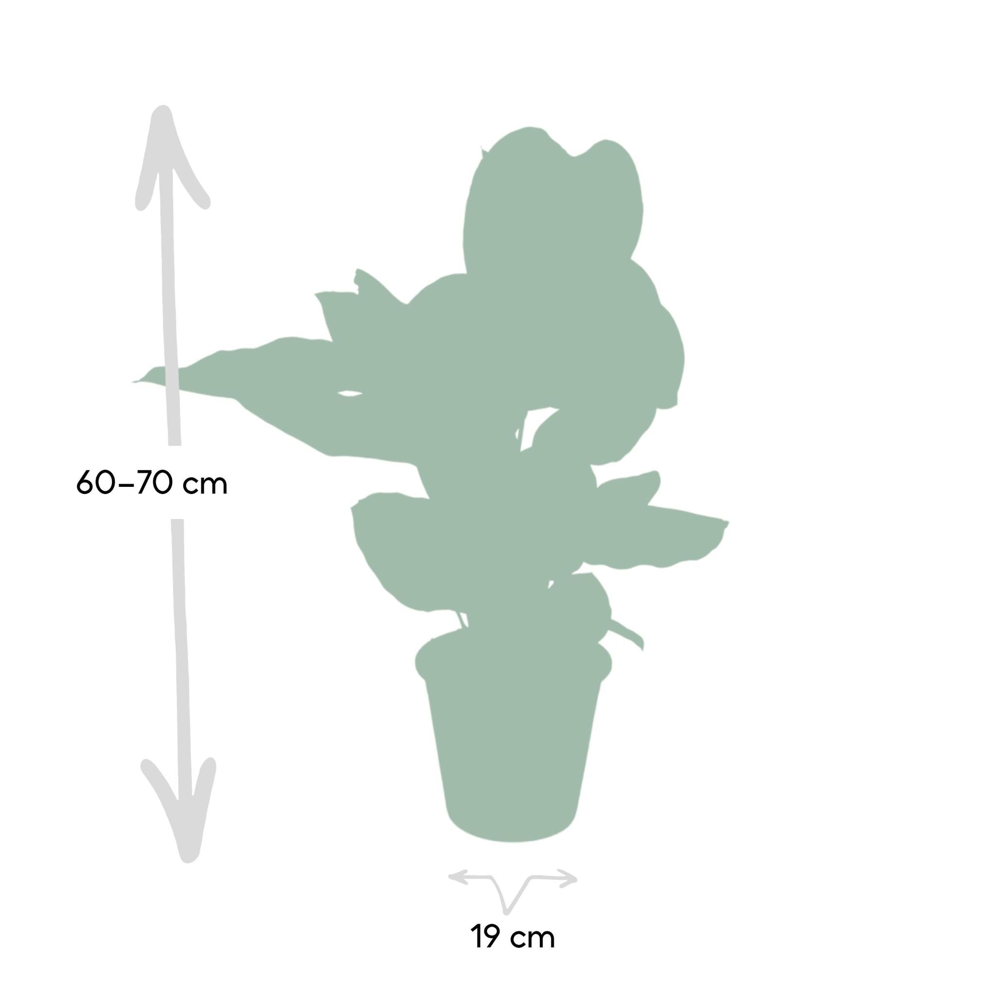 Calathea Ornata - Ø19 - ?75cm