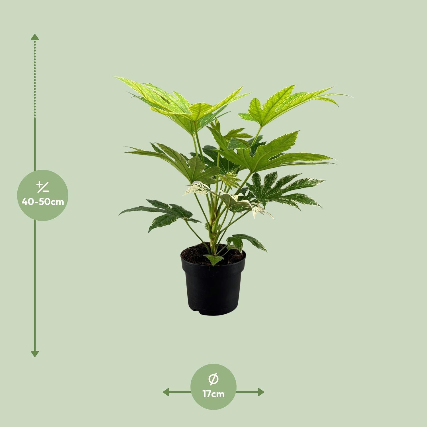 Fatsia Japonica Spinnenweb - Ø17cm - ↕50cm