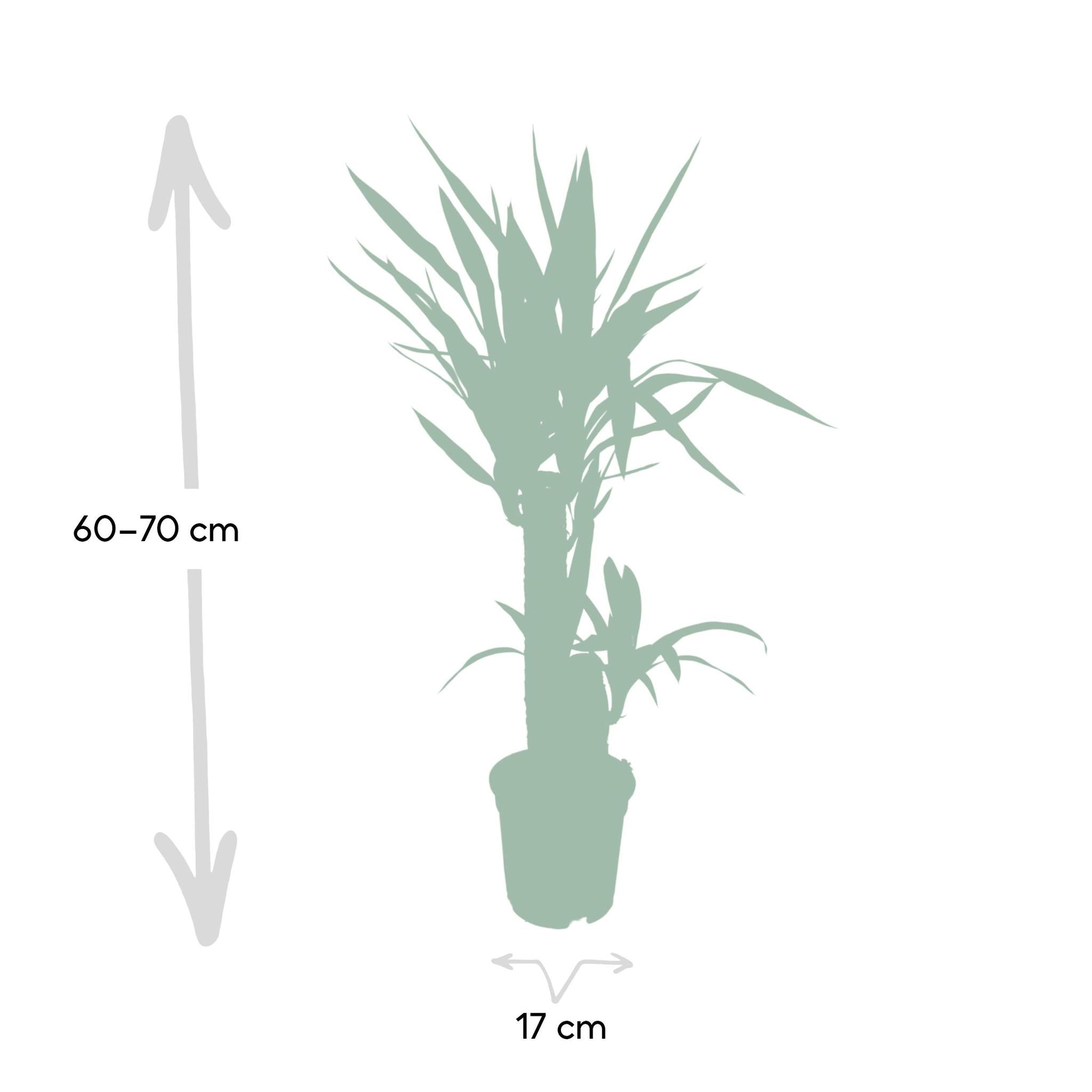 Yucca Olifantspoot - Ø17 - ?85cm