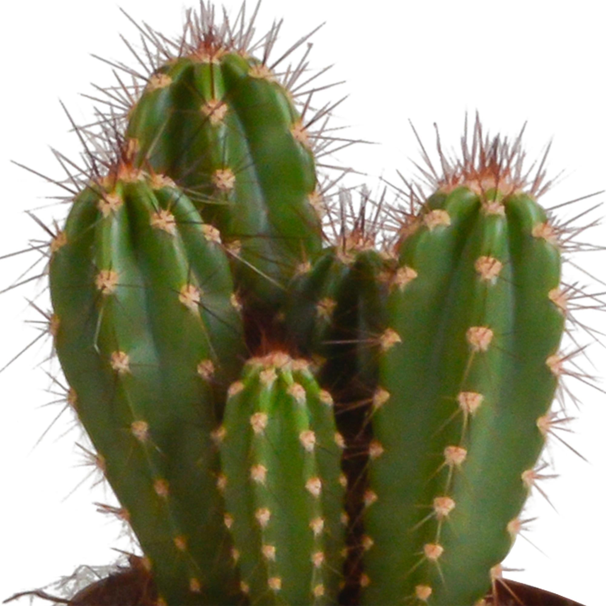 Cereus mix 10,5cm - 3x - zonder pot