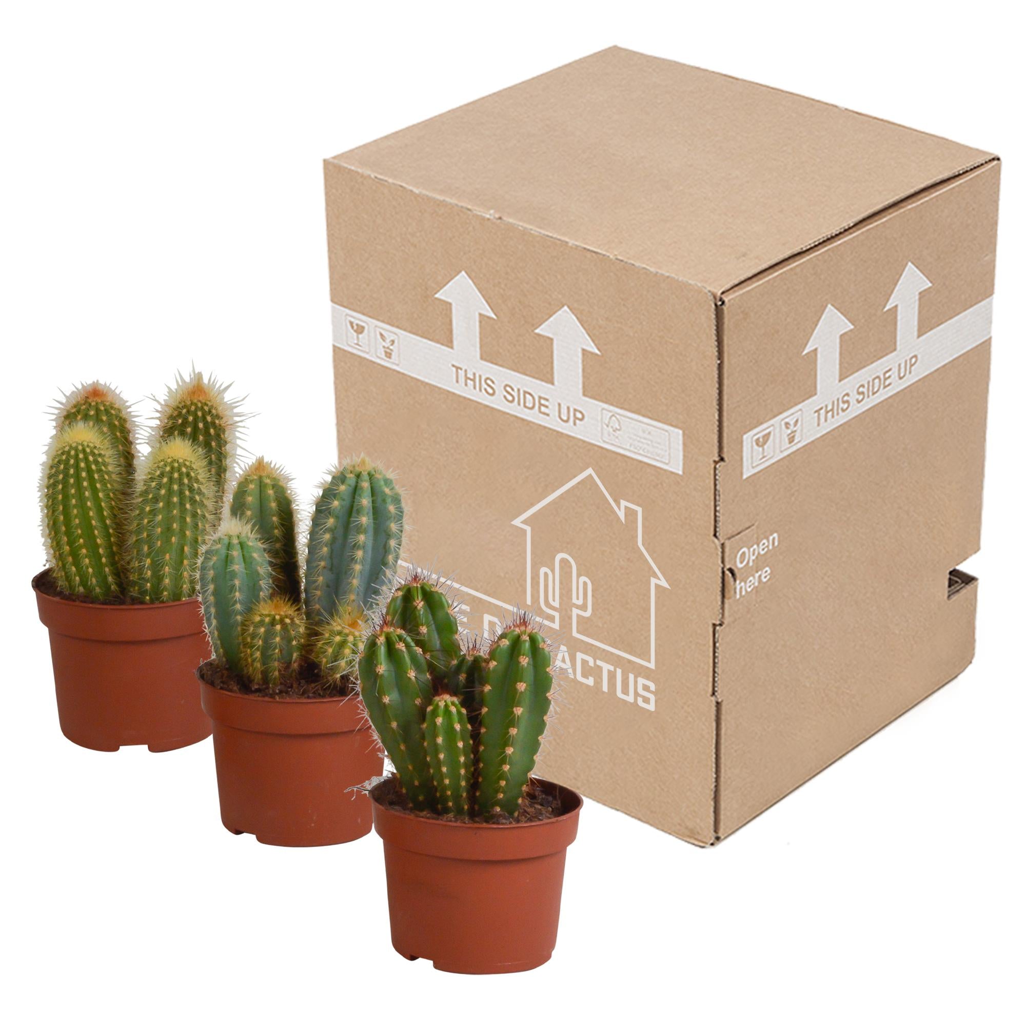 Cereus mix 10,5cm - 3x - zonder pot