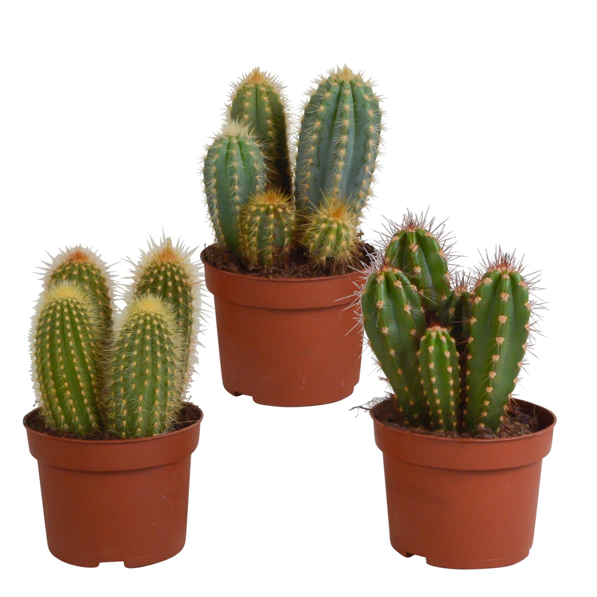 Cereus mix 10,5cm - 3x - zonder pot