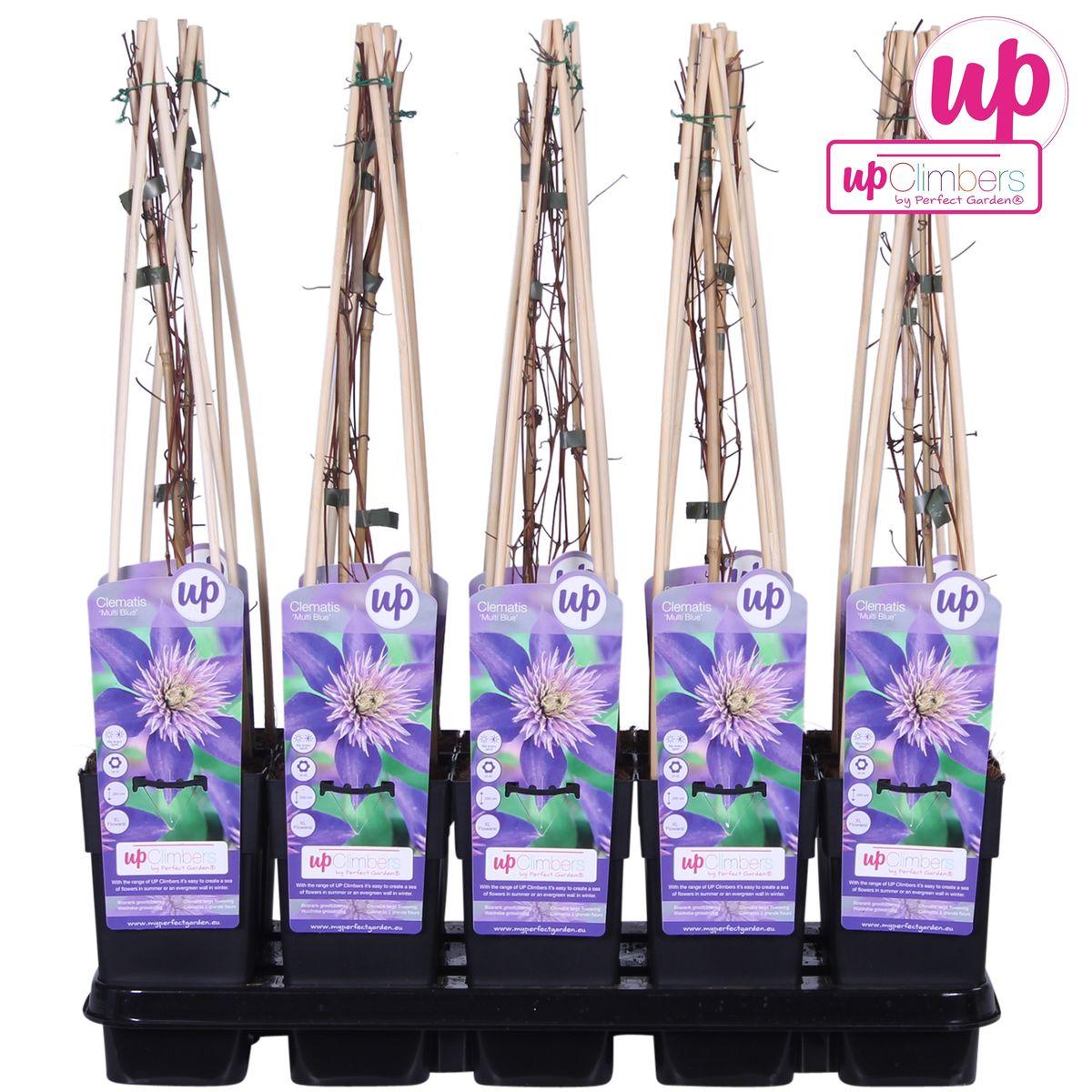 Clematis Multi Blauw - Clematis Blauw