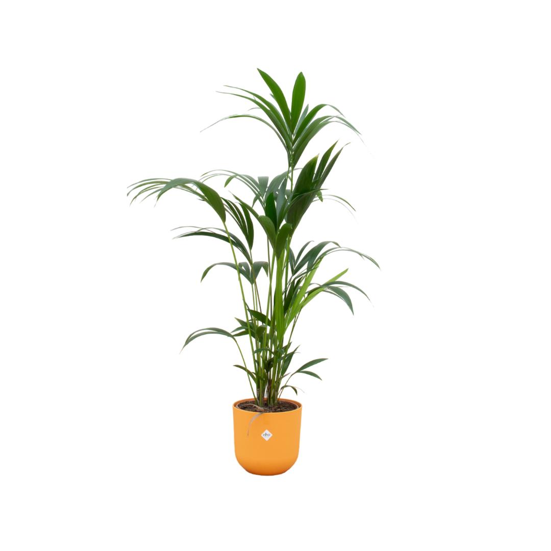 Combideal - Kentia palm inclusief elho Jazz Round geel Ø26 - 160 cm